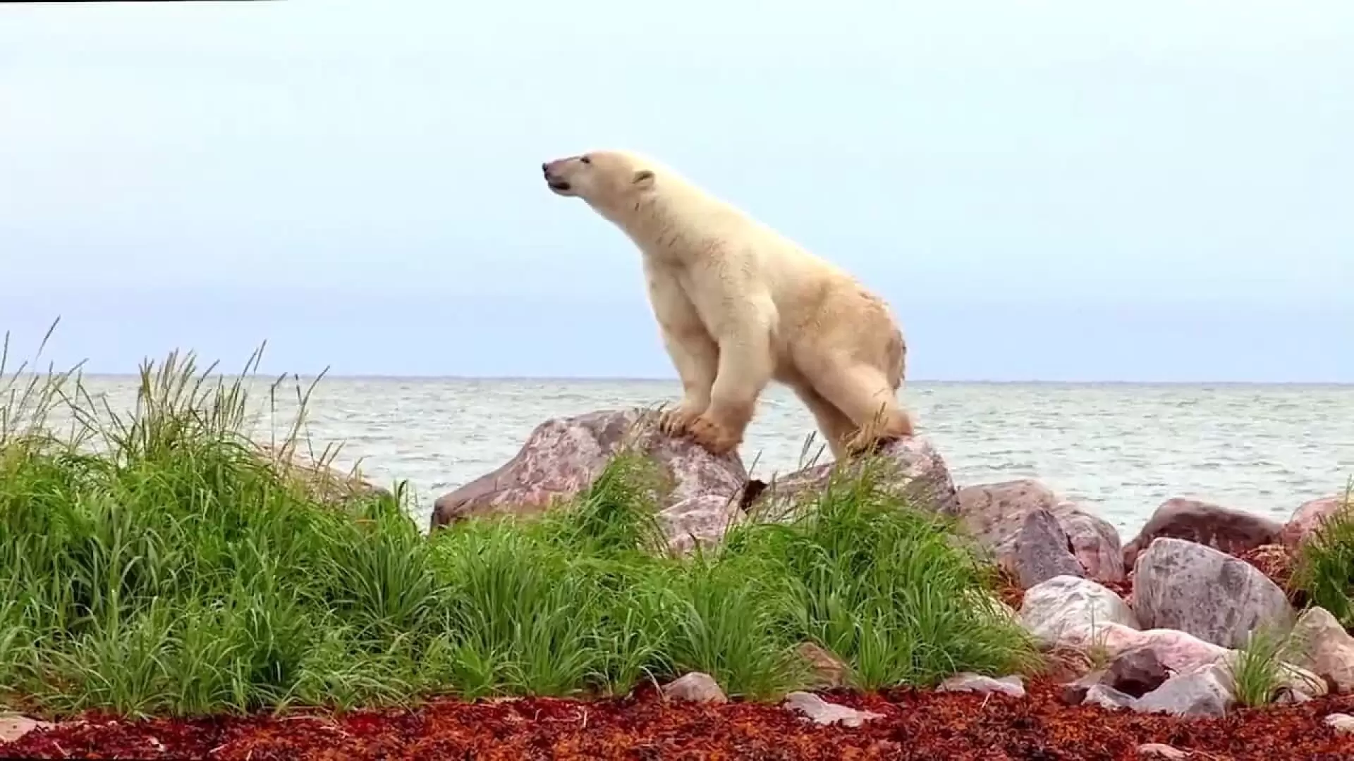 دانلود مستند Polar Bears: A Summer Odyssey 2012 با زیرنویس فارسی