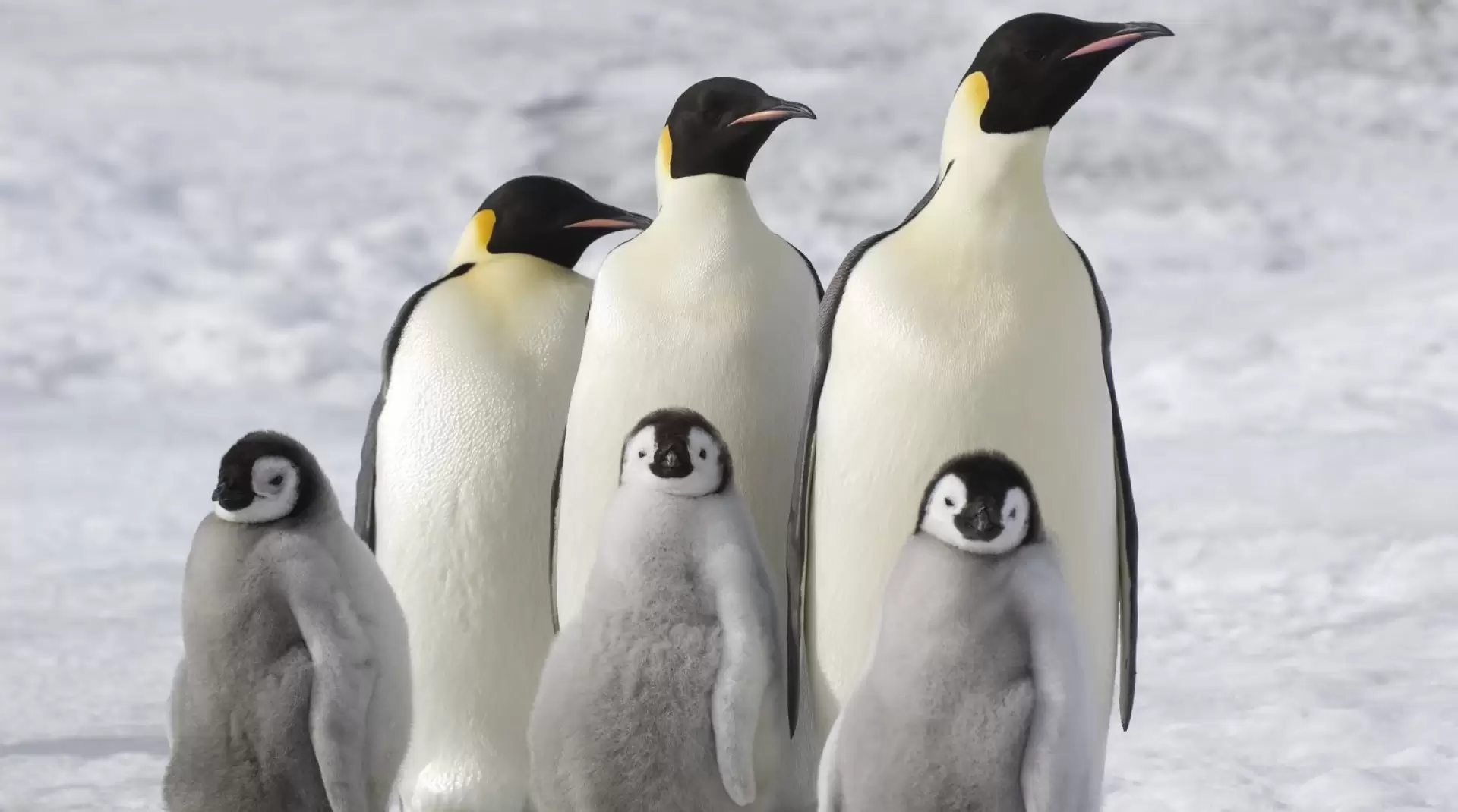 دانلود مستند March of the Penguins 2: The Next Step 2017