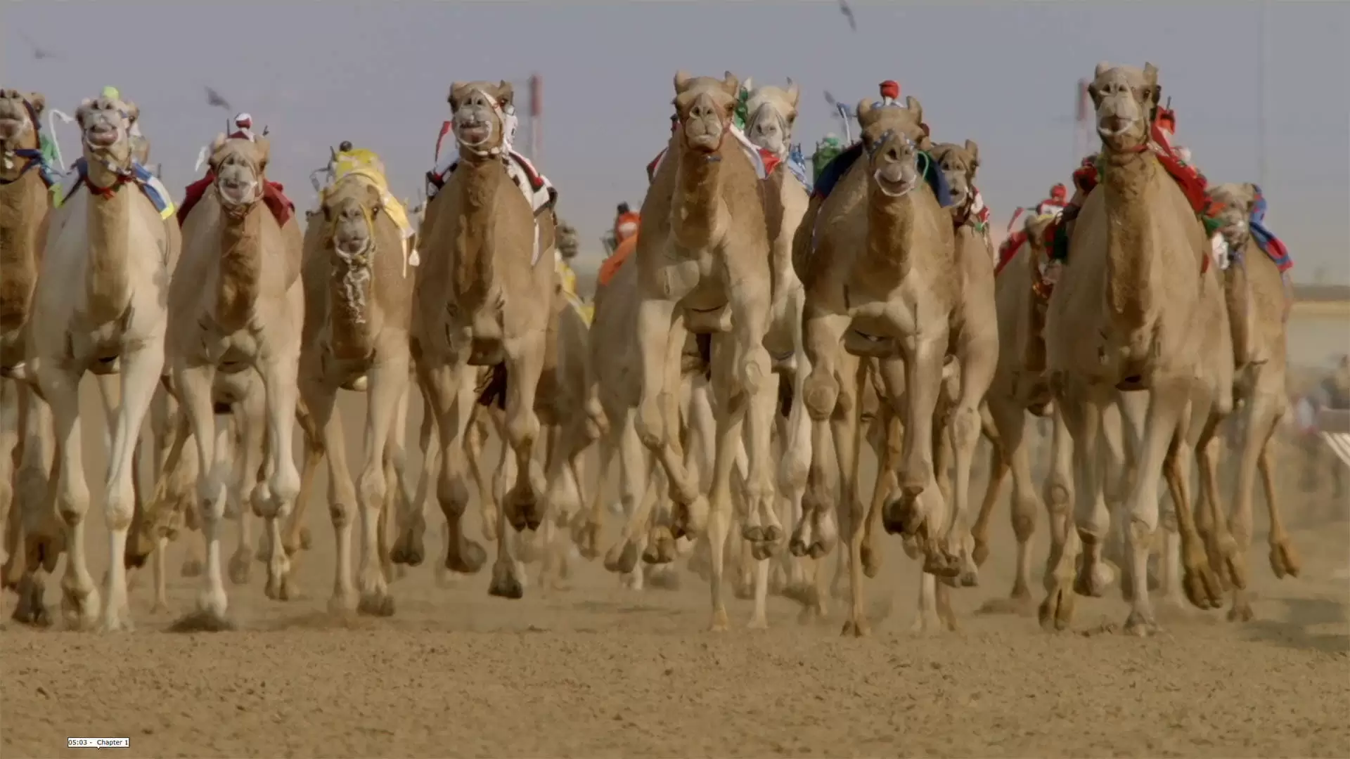 دانلود مستند Wild Arabia 2013