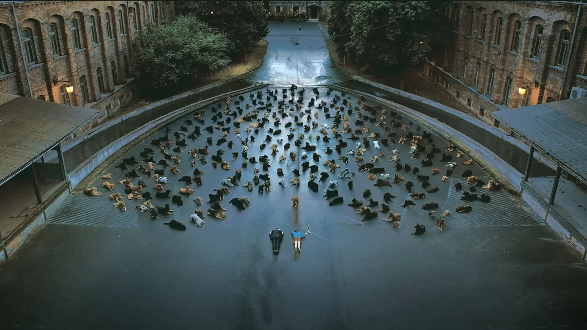 دانلود فیلم White God 2014 (خدای سفید) با زیرنویس فارسی
