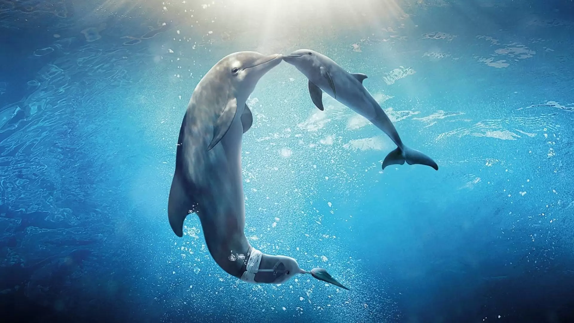 دانلود فیلم Dolphin Tale 2 2014 (داستان دلفین ۲) با زیرنویس فارسی