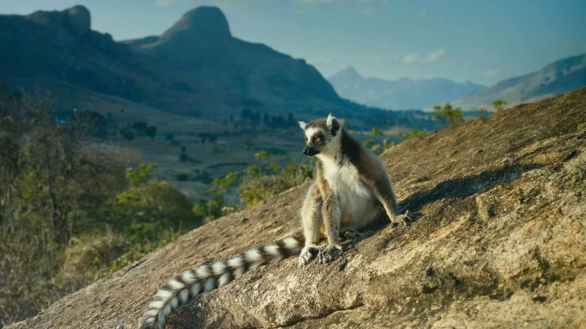 دانلود مستند Island of Lemurs: Madagascar 2014 با زیرنویس فارسی