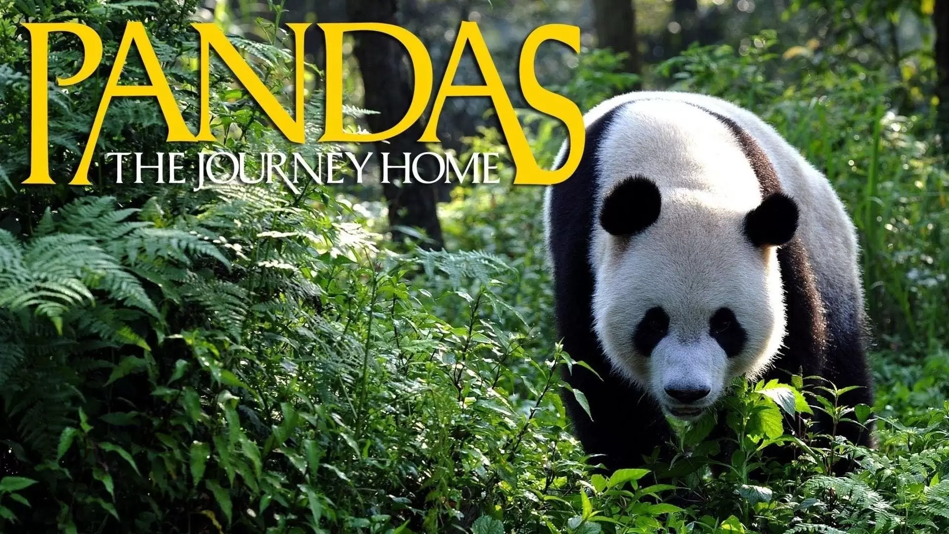 دانلود مستند Pandas: The Journey Home 2014