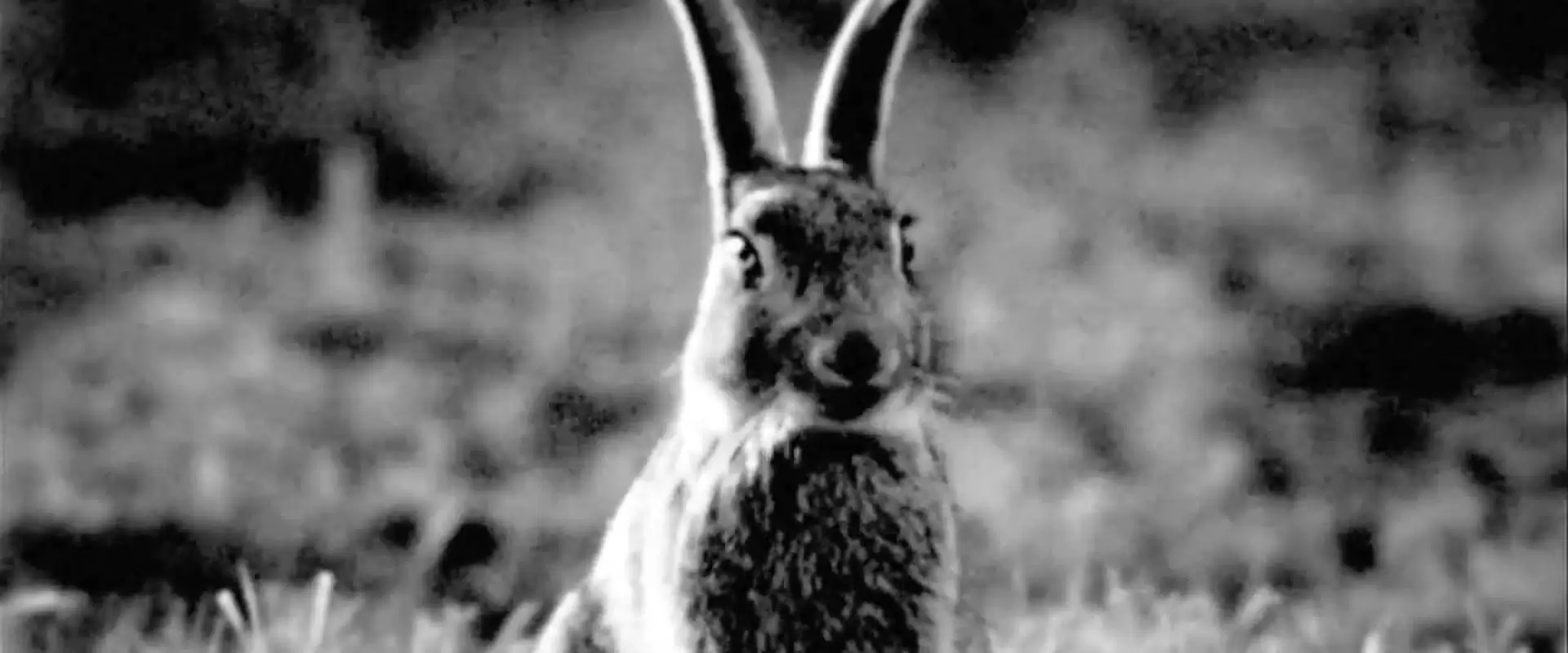 دانلود مستند Rabbit à la Berlin 2009
