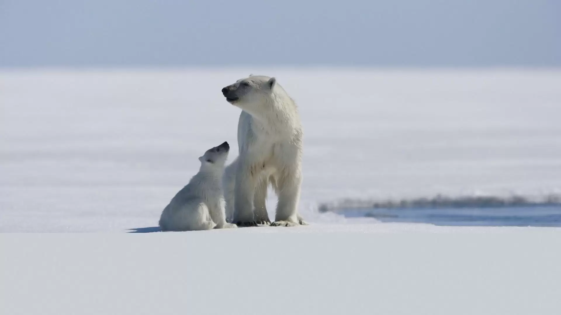 دانلود مستند Arctic Tale 2007 (داستان قطب شمال)