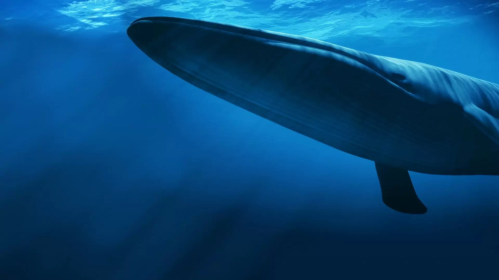 دانلود مستند Kingdom of the Blue Whale 2009