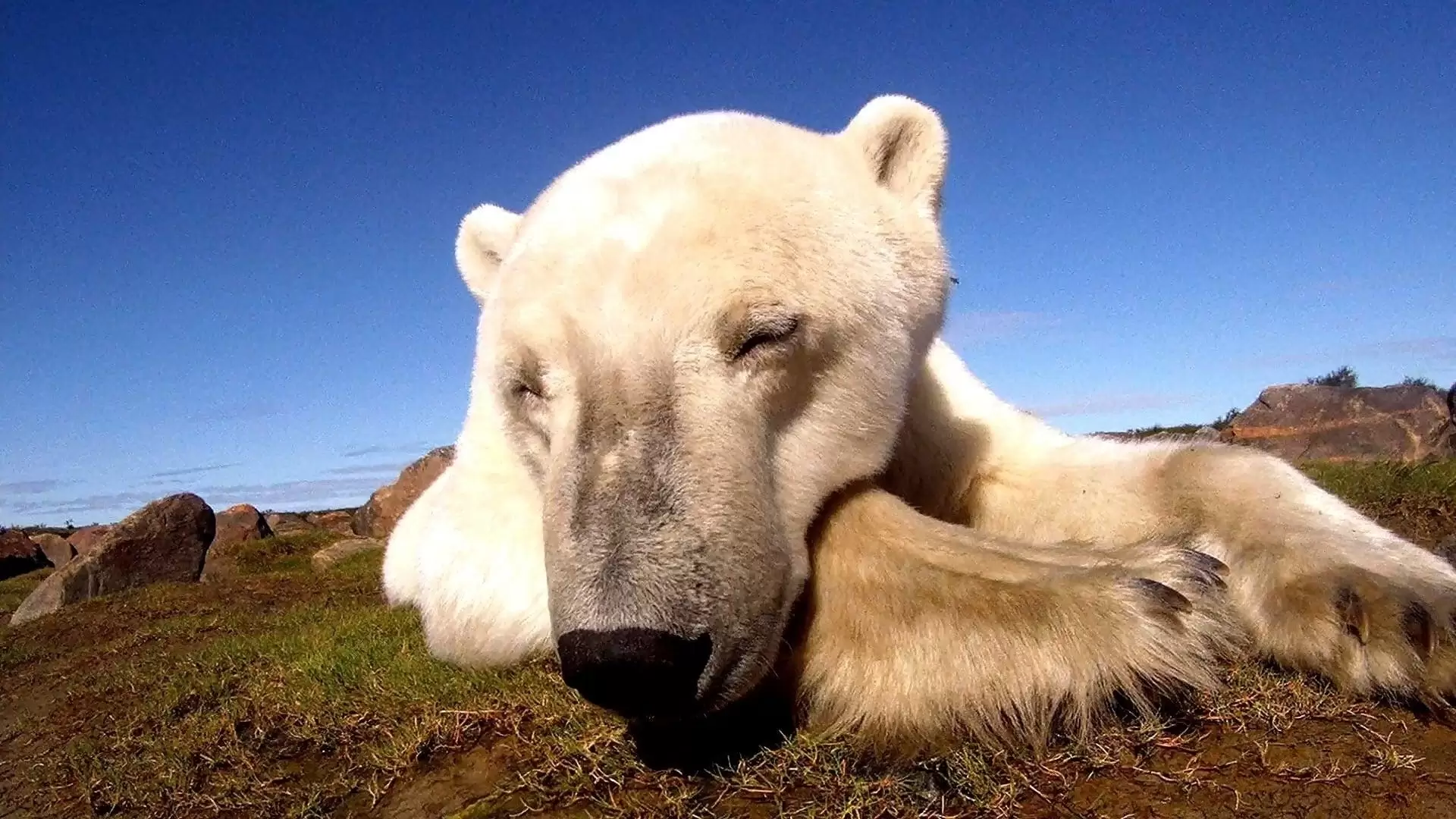 دانلود مستند Polar Bears: Ice Bear 2013