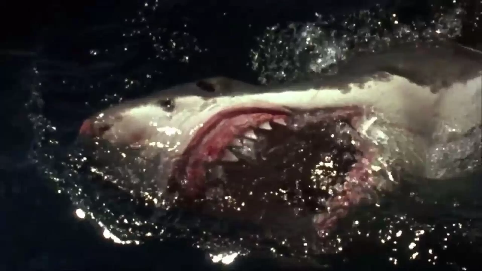 دانلود فیلم Shark Zone 2003 (منطقه کوسه)