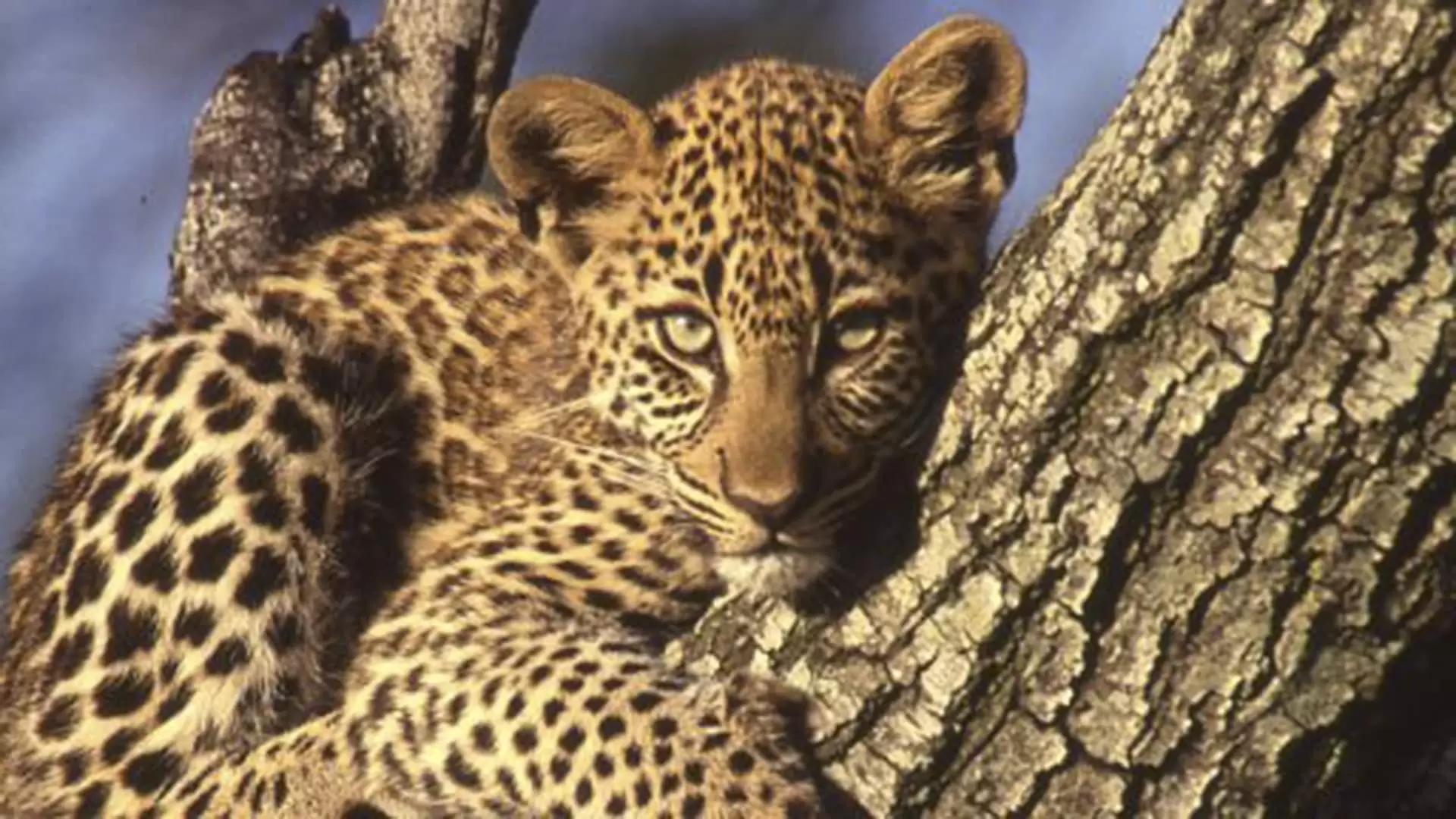دانلود مستند Revealing the Leopard 2010