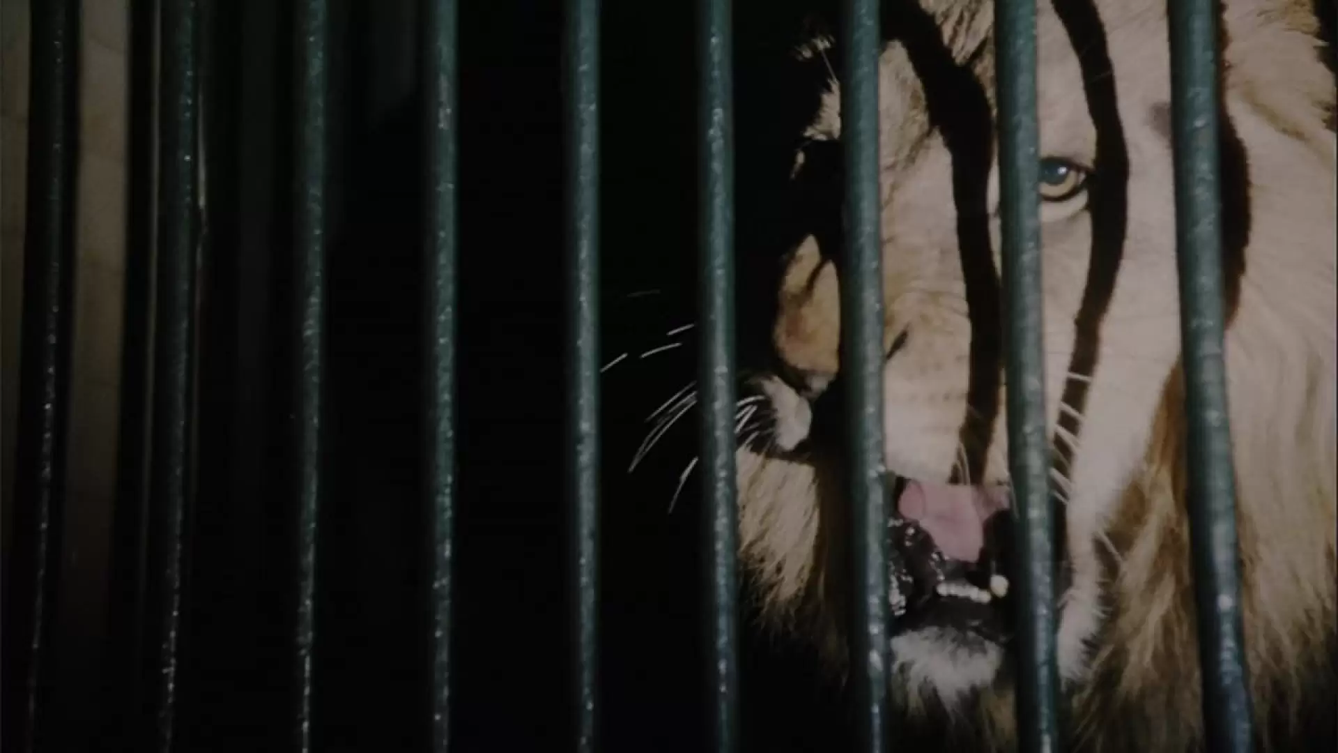 دانلود فیلم The Wild Beasts 1984