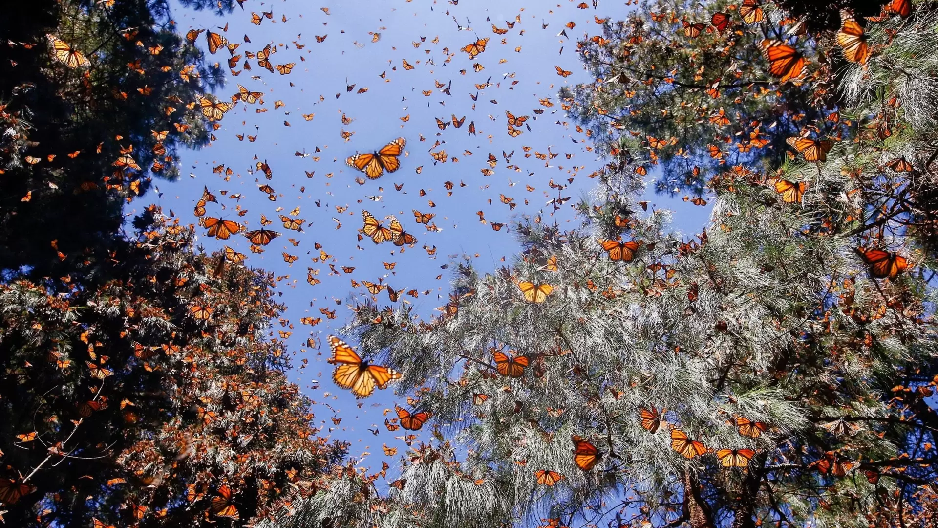 دانلود مستند Flight of the Butterflies 2012
