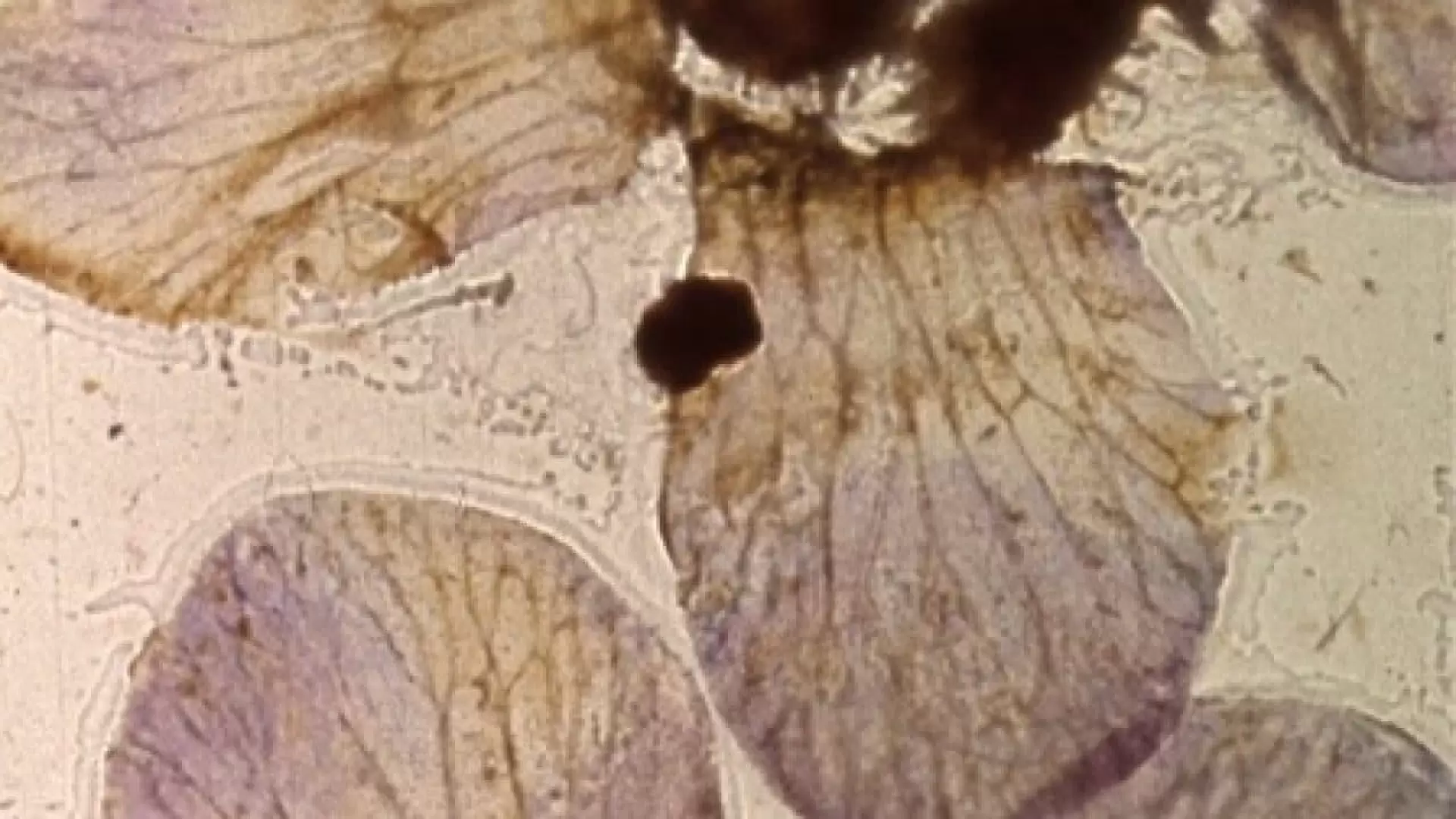 دانلود فیلم Mothlight 1963