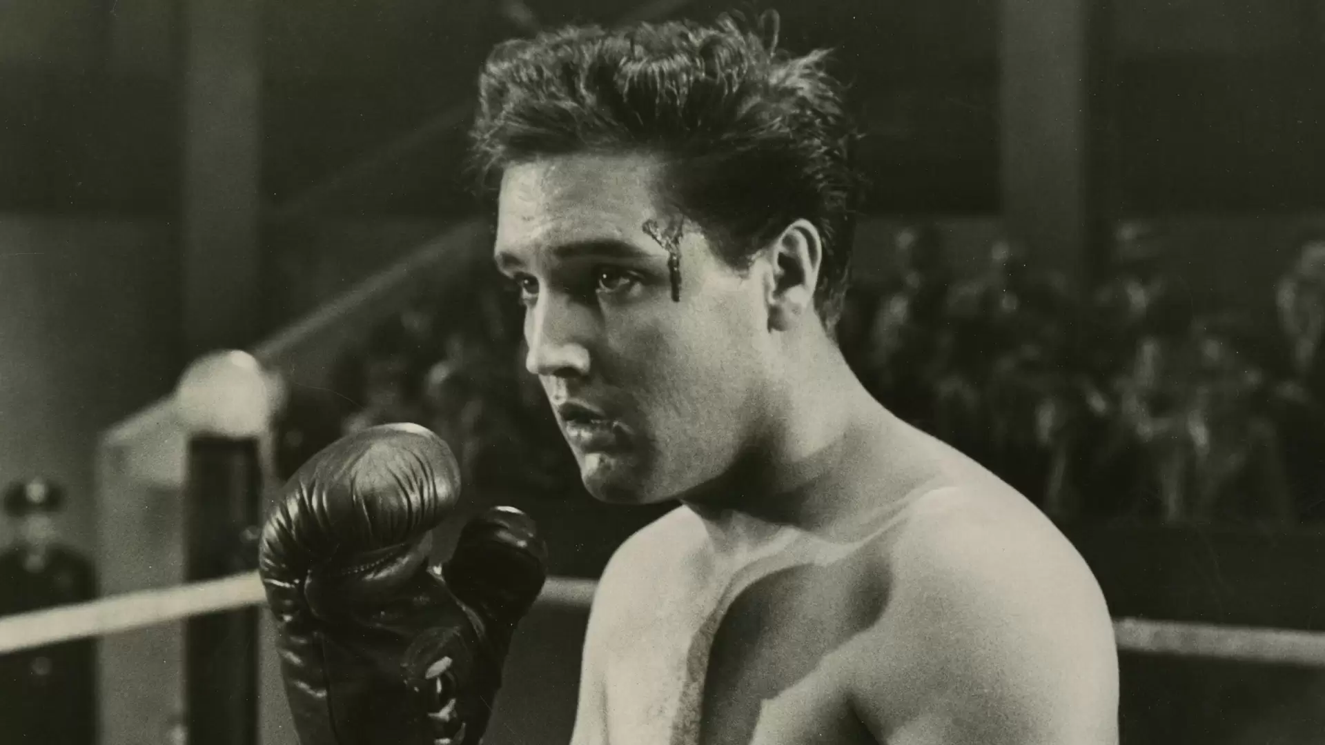 دانلود فیلم Kid Galahad 1962 (kid-galahad)