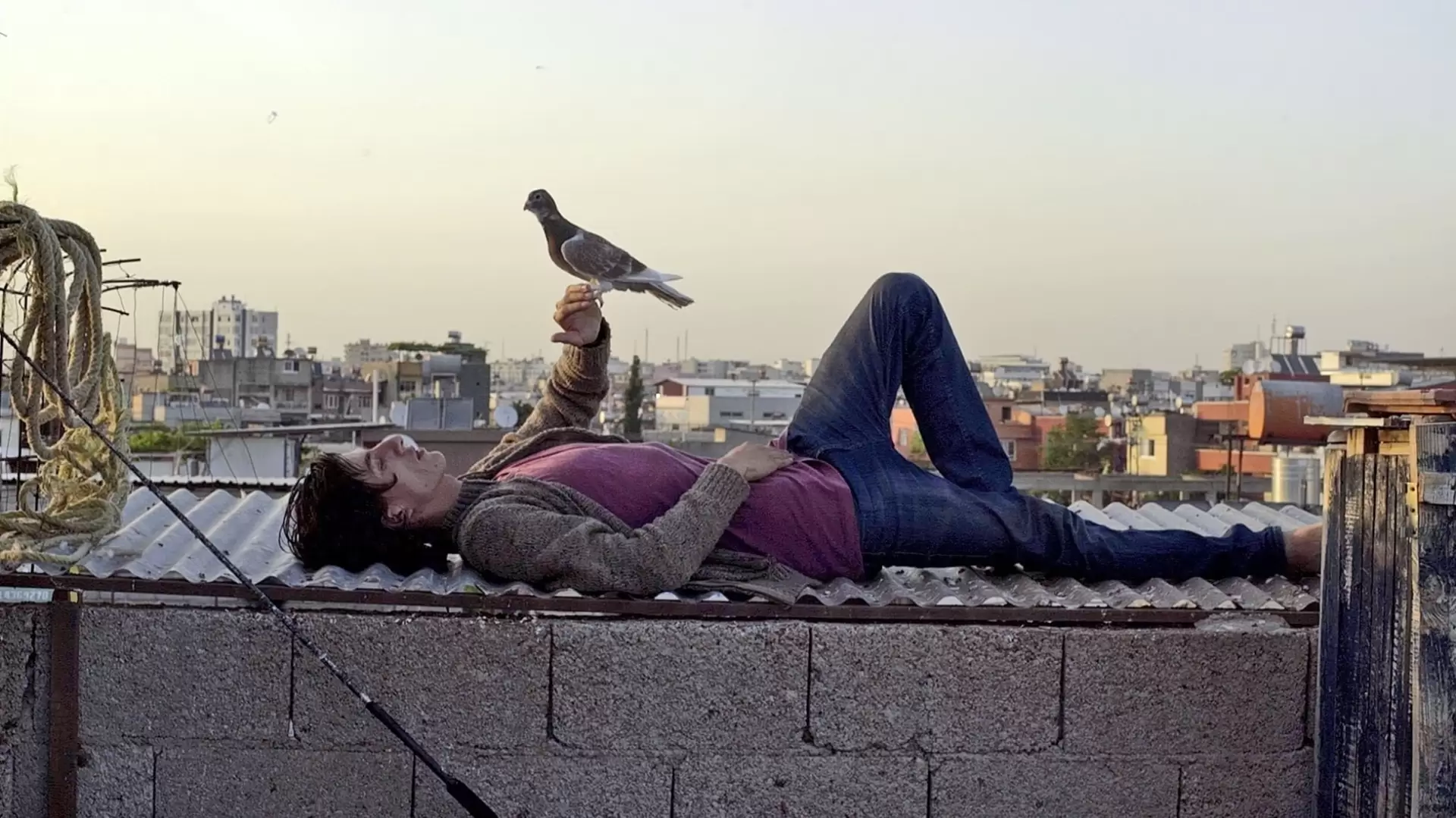 دانلود فیلم The Pigeon 2018