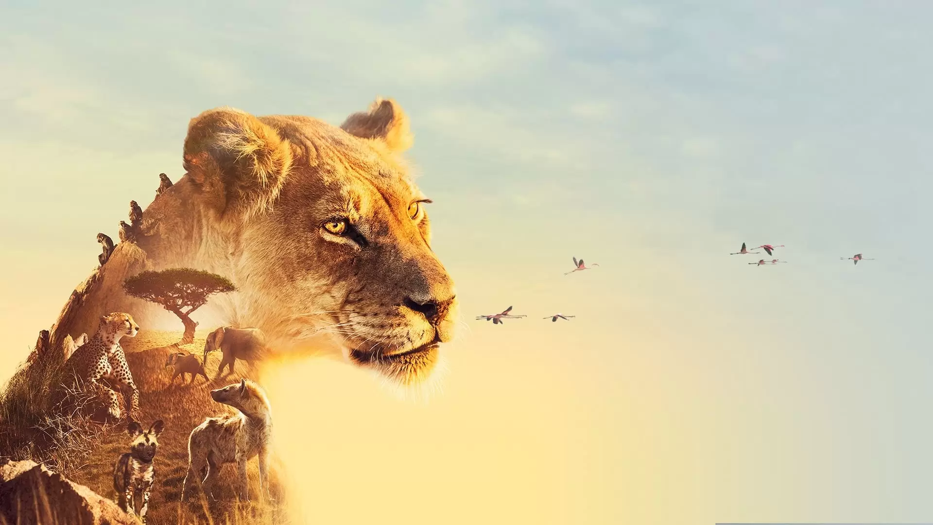 دانلود مستند Serengeti 2019 با زیرنویس فارسی
