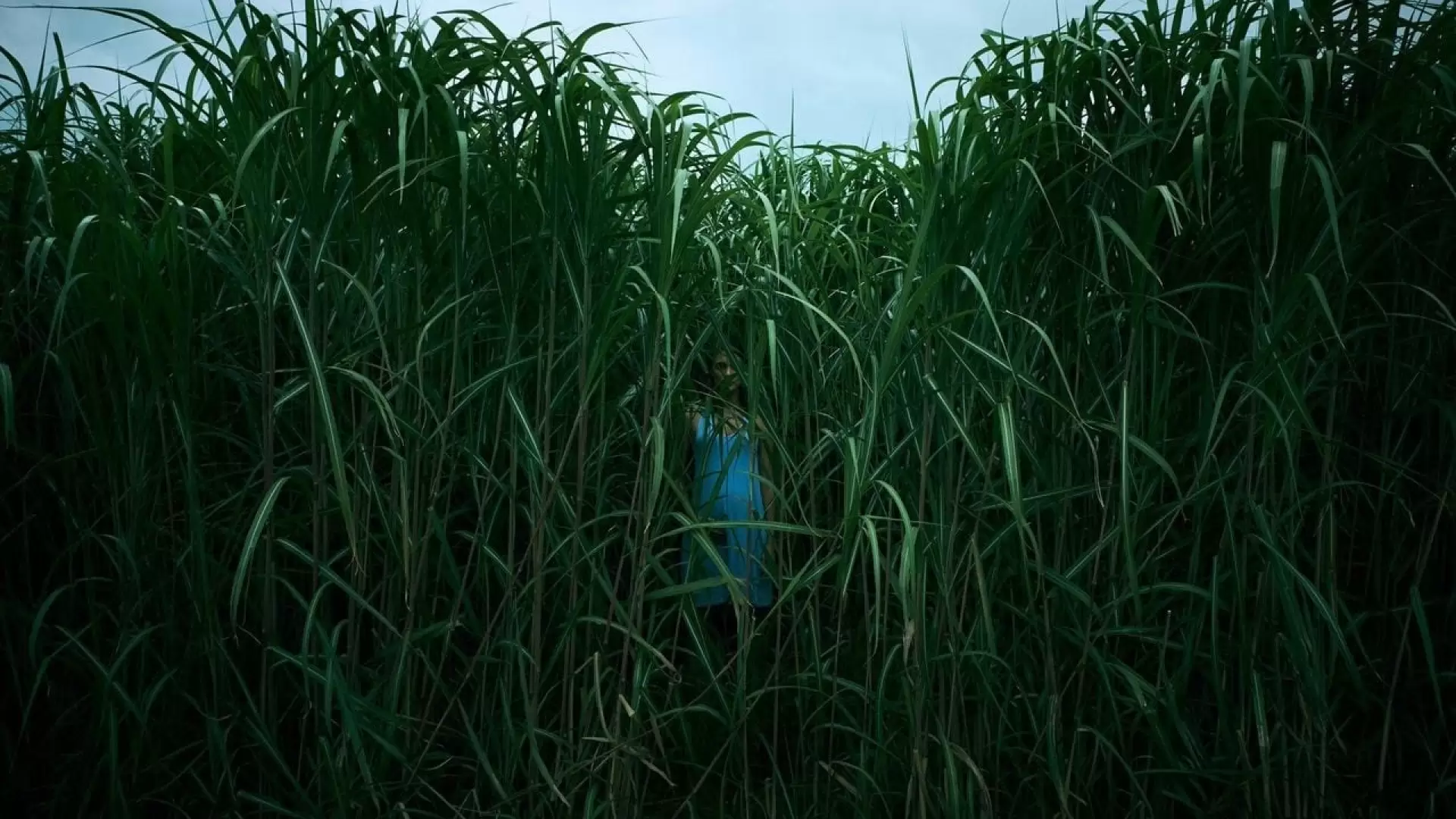 دانلود فیلم In the Tall Grass 2019 (در چمنزار مرتفع) با زیرنویس فارسی و تماشای آنلاین