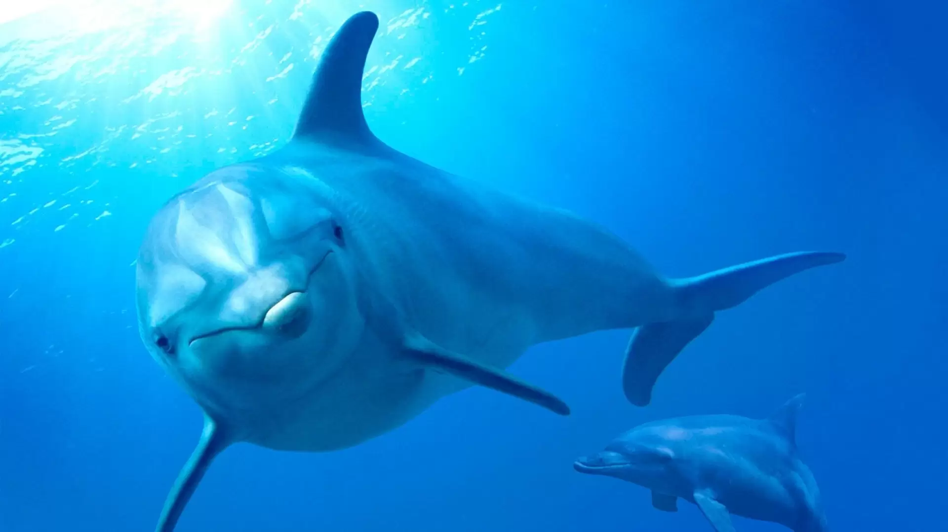 دانلود مستند Dolphin Reef 2020 (صخره دلفین) با تماشای آنلاین