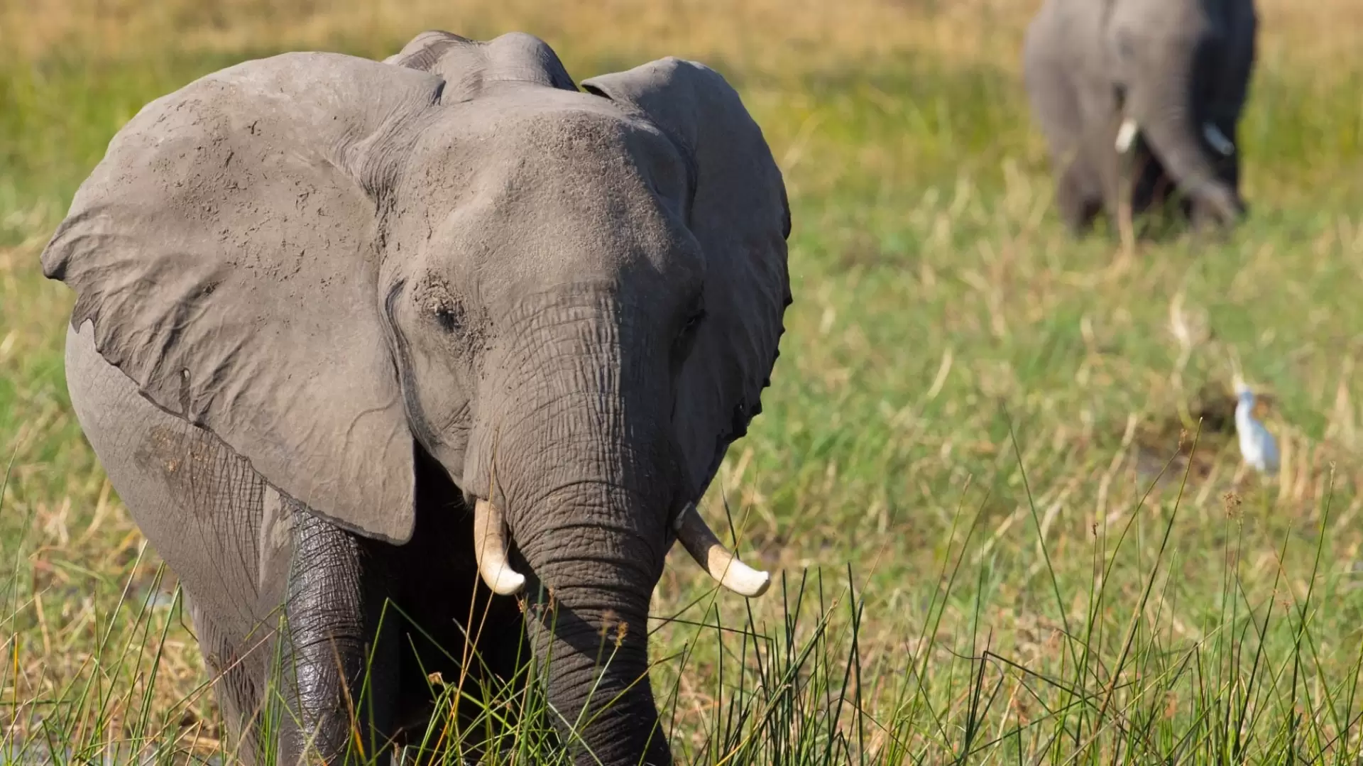 دانلود مستند Elephant 2020 (فیل)