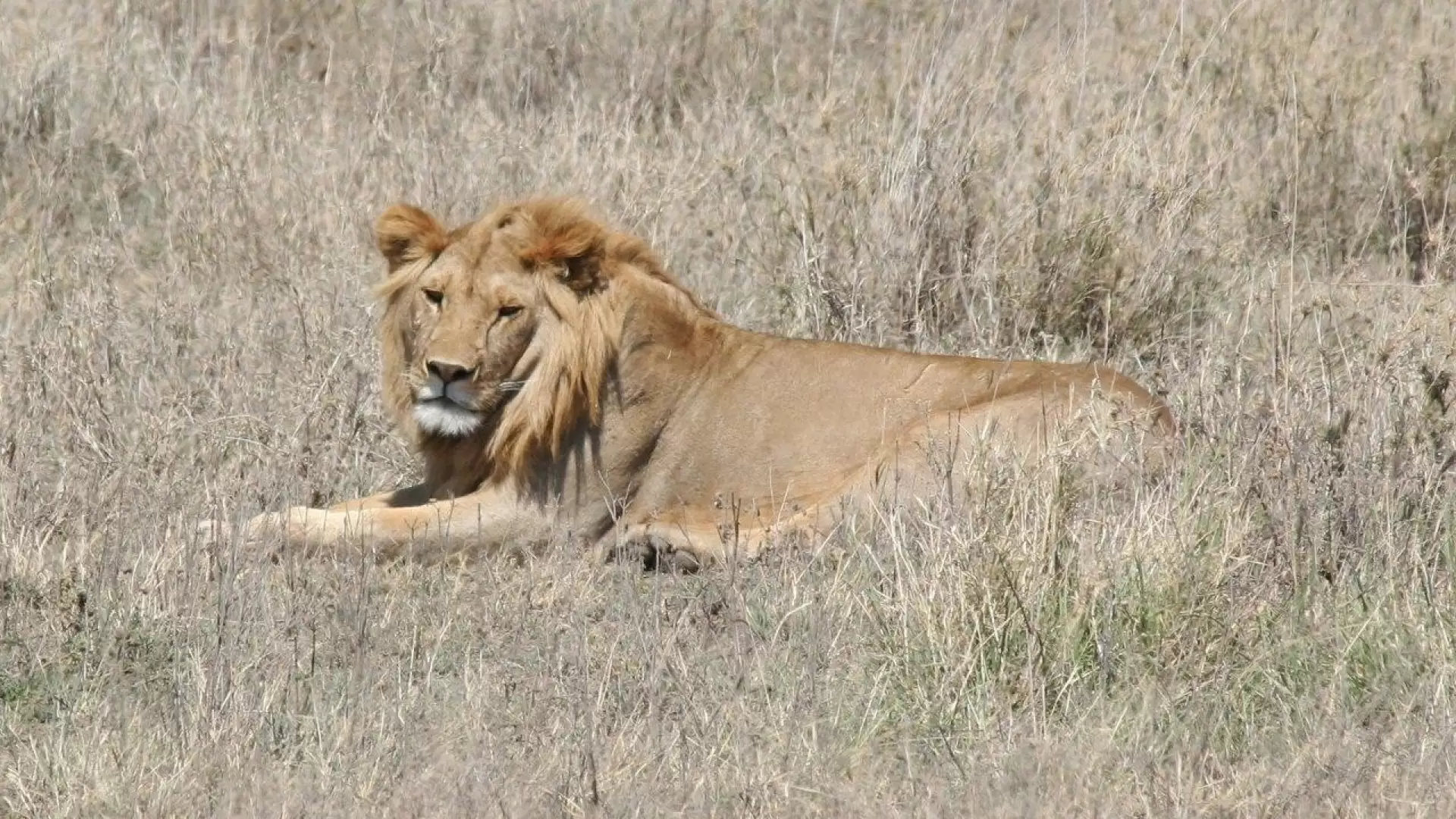 دانلود مستند Africa: The Serengeti 1994 با زیرنویس فارسی