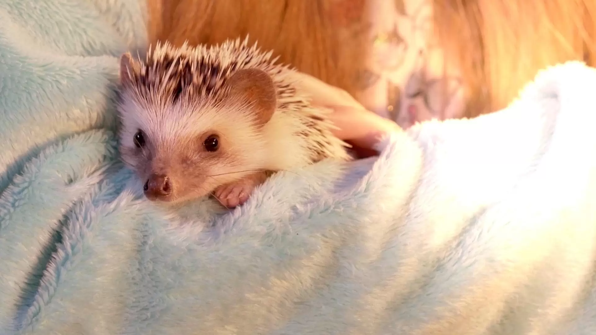 دانلود فیلم Andy the Talking Hedgehog 2018 (اندی جوجه تیغی صحبت کننده)