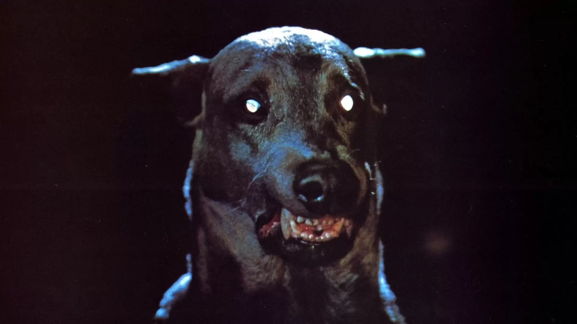 دانلود فیلم Dracula’s Dog 1977 (سگ دراکولا)