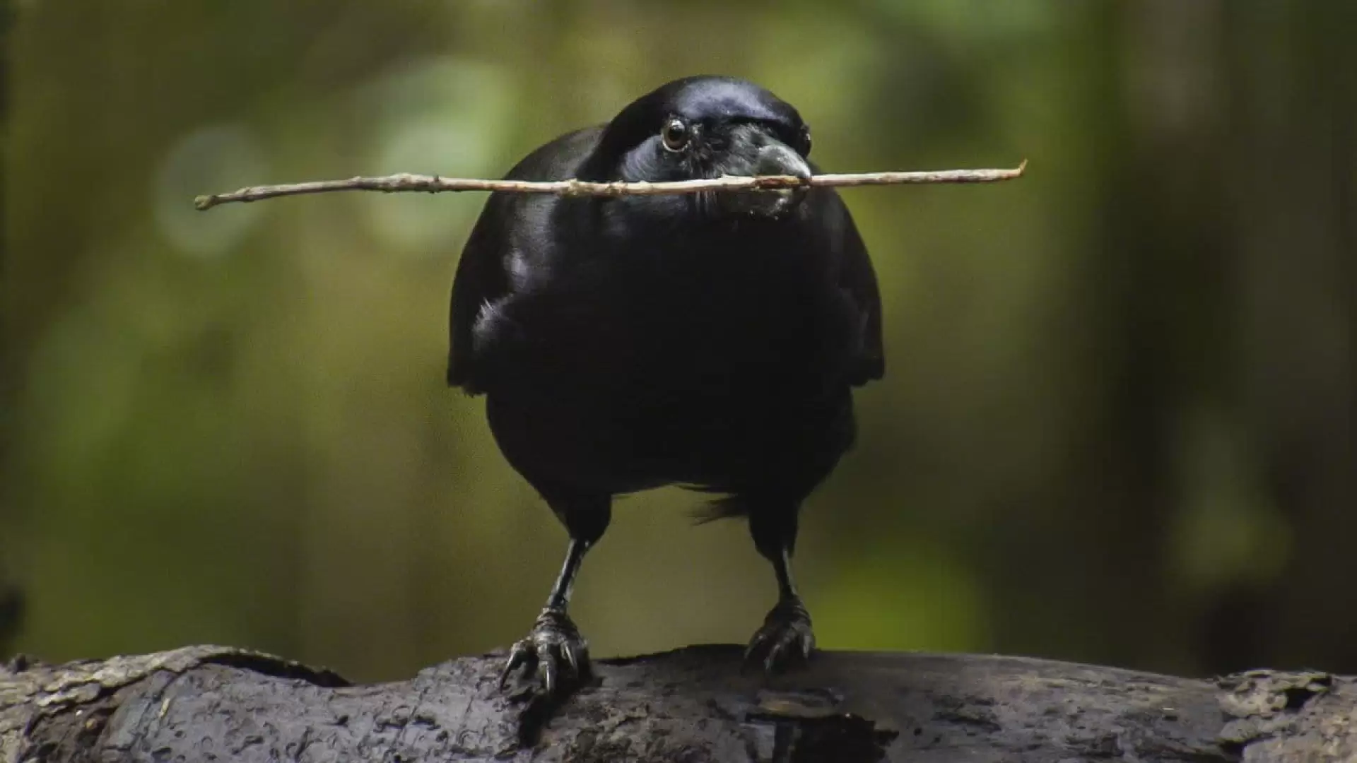 دانلود مستند Beak & Brain – Genius Birds from Down Under 2013