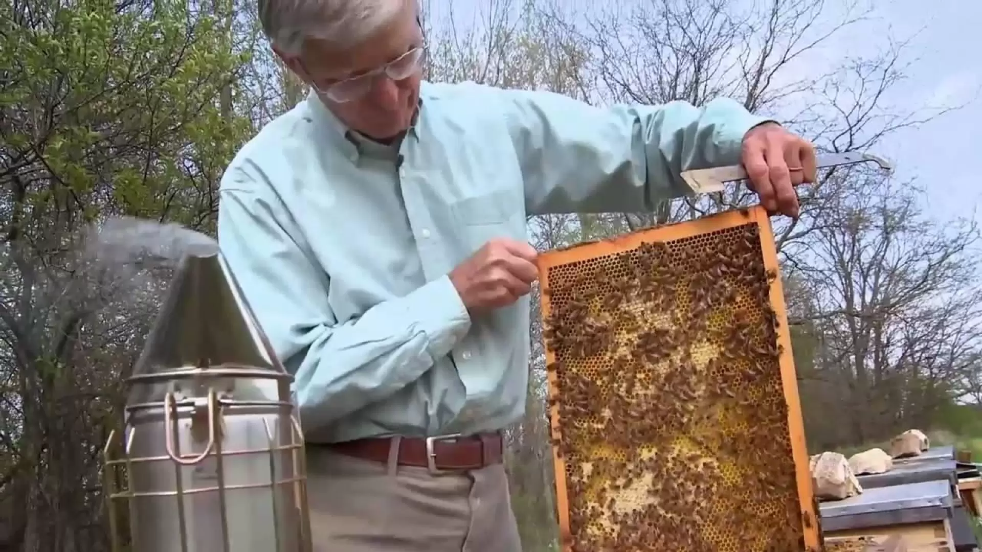 دانلود مستند Queen of the Sun: What Are the Bees Telling Us? 2010 (ملکه خورشید: زنبورها به ما چه می گویند؟)