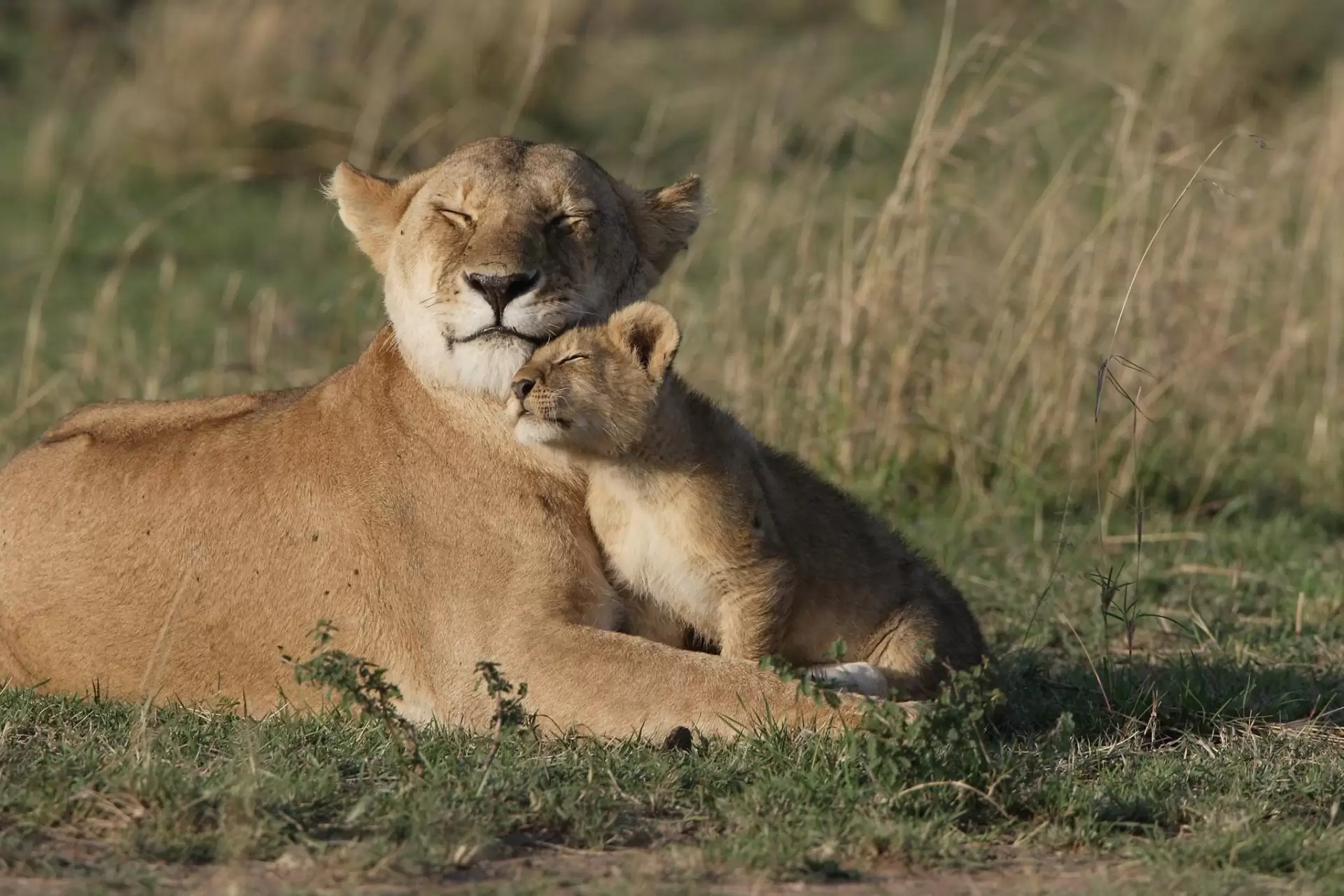 دانلود مستند Desert Warriors: Lions of the Namib 2016 (رزمندگان صحرا: شیرهای نامیب)