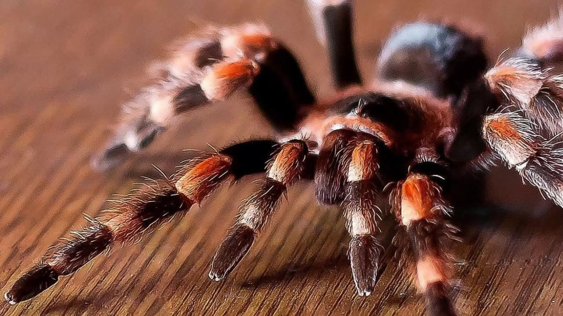 دانلود فیلم Tarantulas: The Deadly Cargo 1977 (رتیل: بار مرگبار)