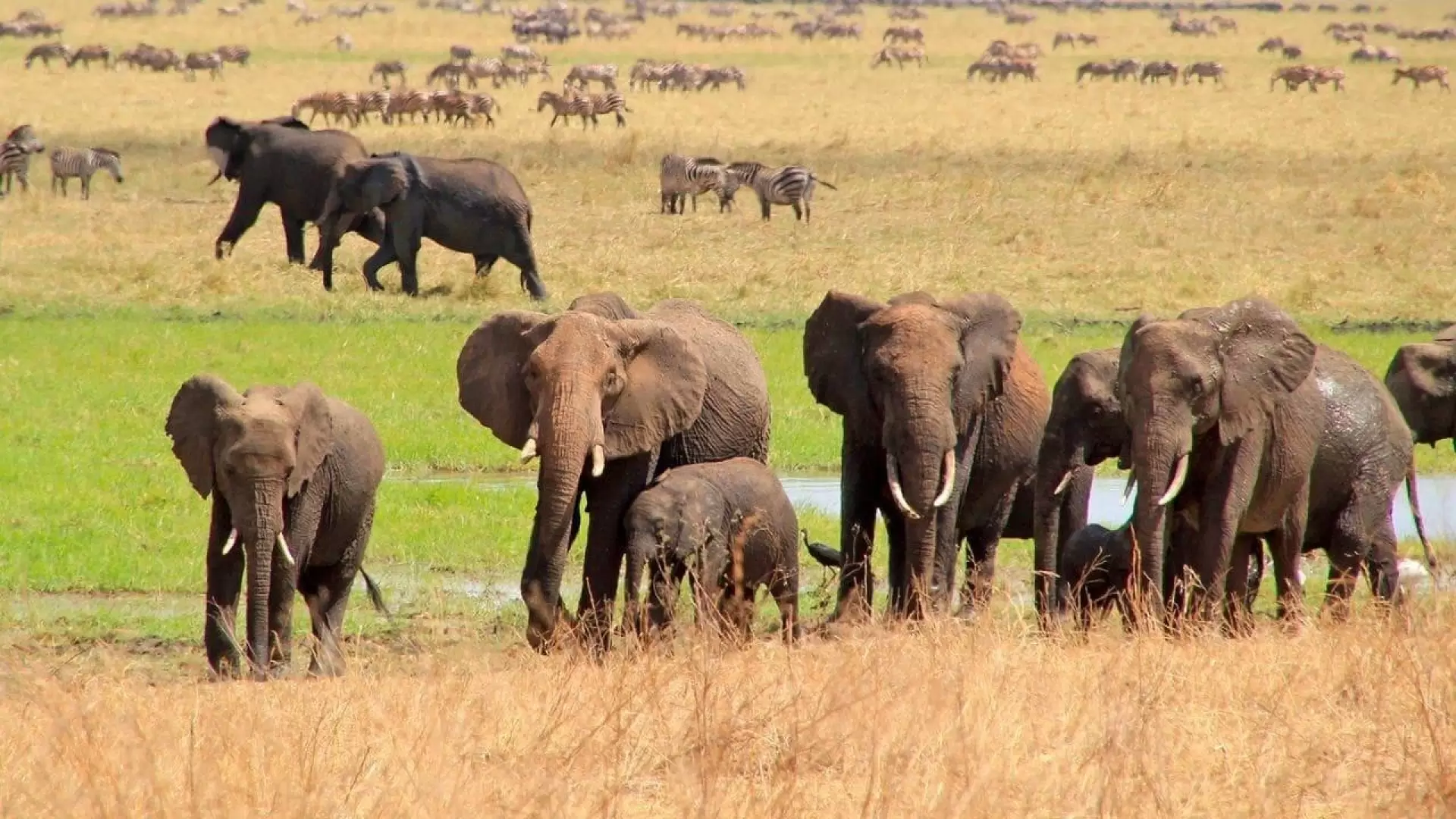 دانلود مستند Amazing Africa 3D 2011