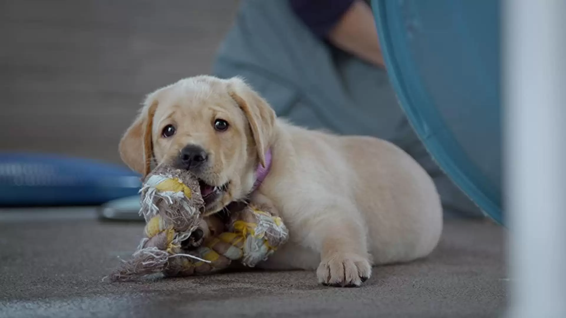 دانلود مستند Pick of the Litter 2018