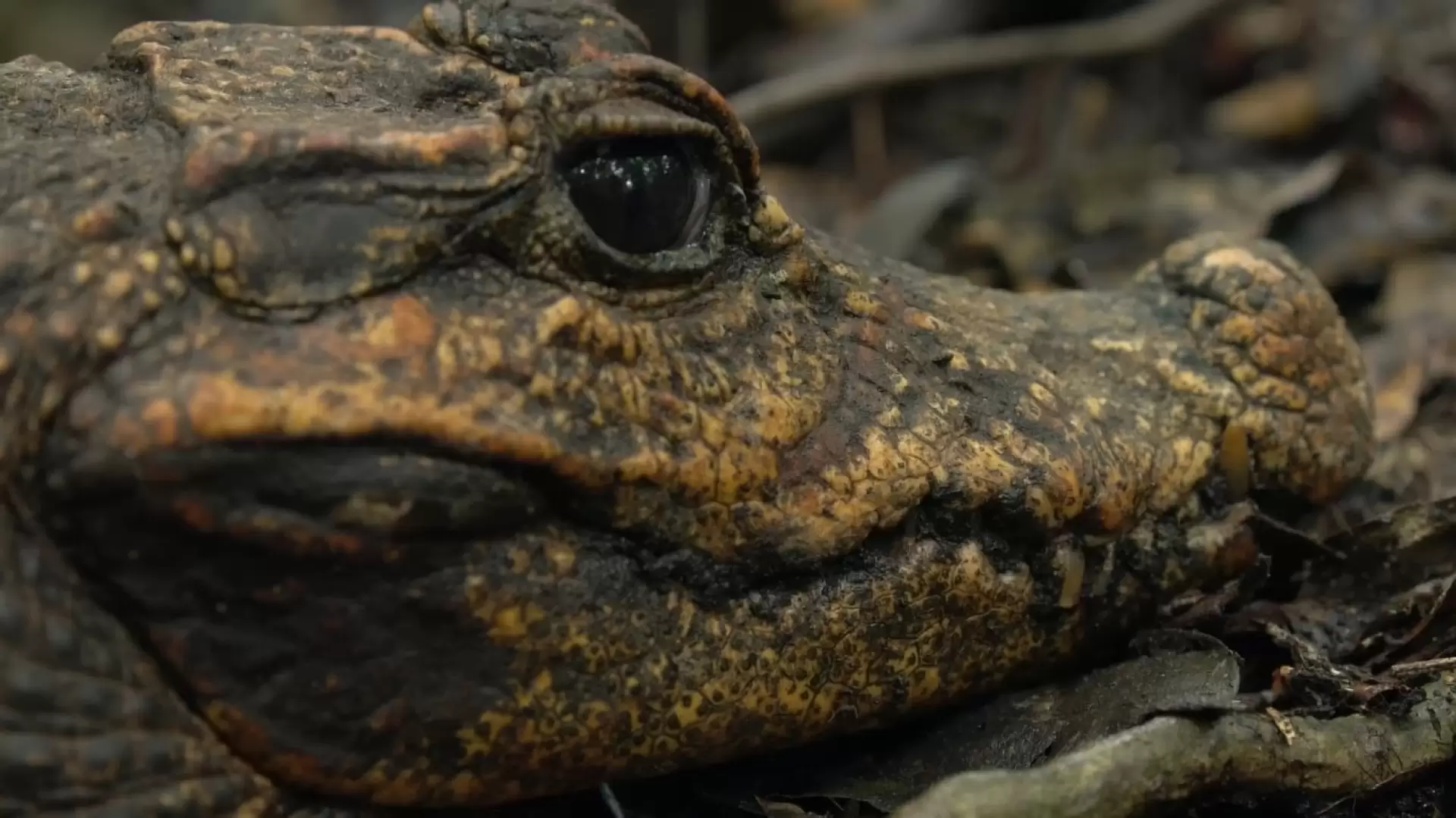 دانلود مستند Cave Crocs of Gabon 2018