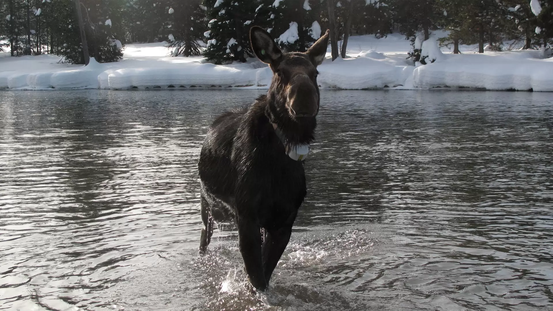 دانلود مستند America’s Greatest Animals 2012