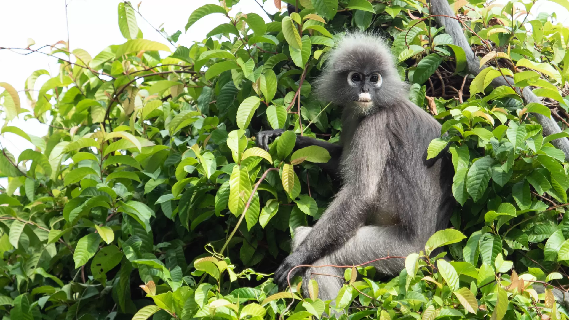 دانلود مستند Primates 2020