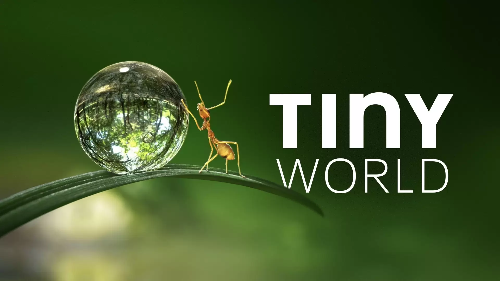 دانلود مستند Tiny World 2020 (دنیای کوچک) با زیرنویس فارسی و تماشای آنلاین