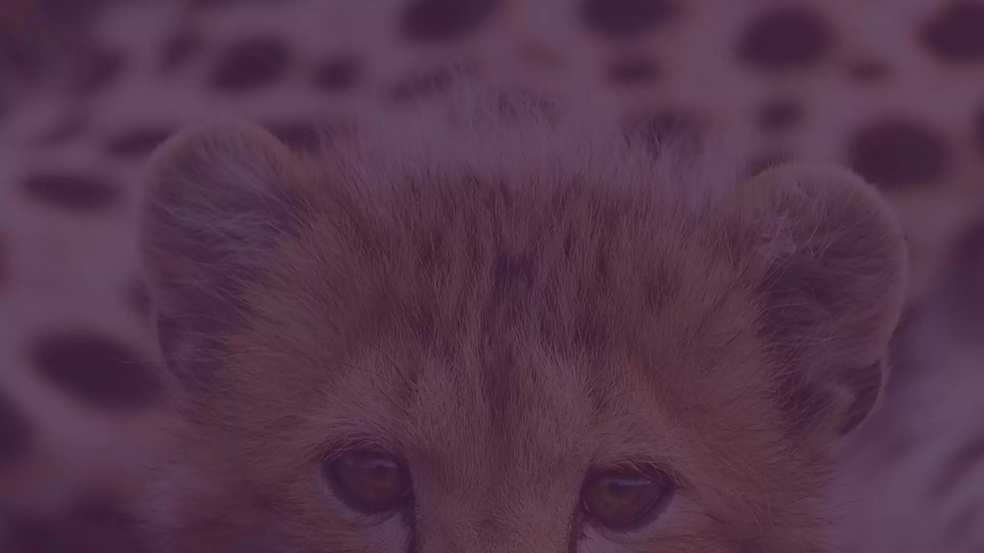 دانلود مستند The End of the Big Cats 2012 (پایان گربه های بزرگ)