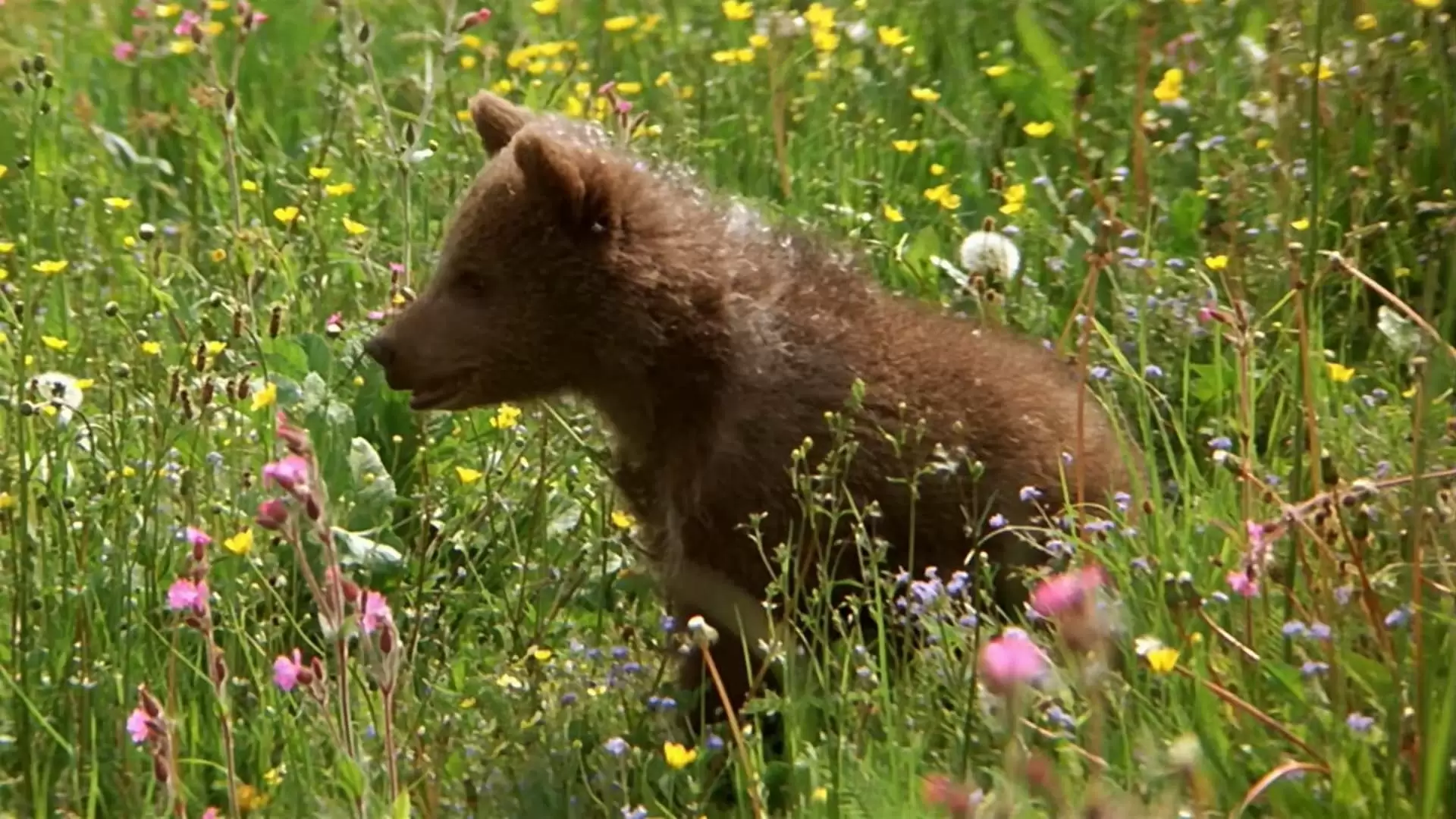 دانلود فیلم The Bear 1988 (خرس) با زیرنویس فارسی