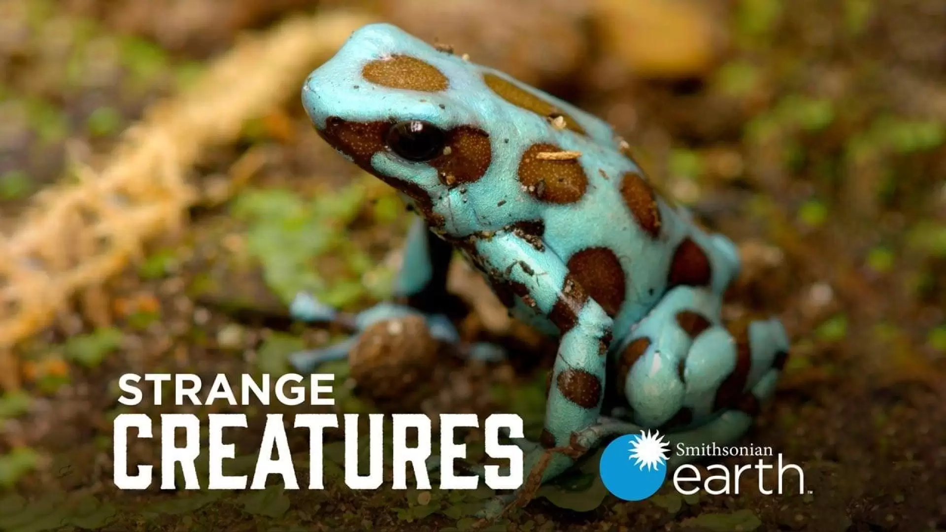 دانلود مستند Strange Creatures 2015 (موجودات شگفت انگیز) با زیرنویس فارسی