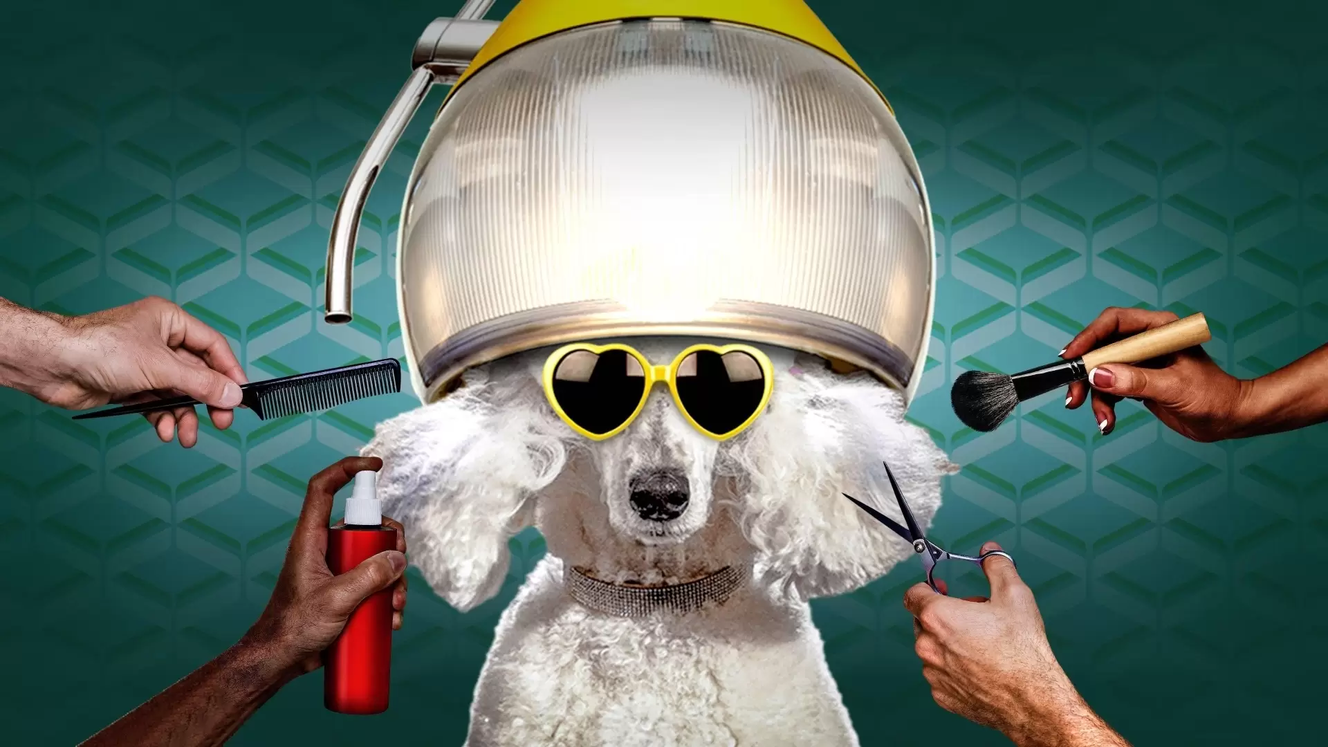 دانلود سریال Haute Dog 2020 (سگ فشن)
