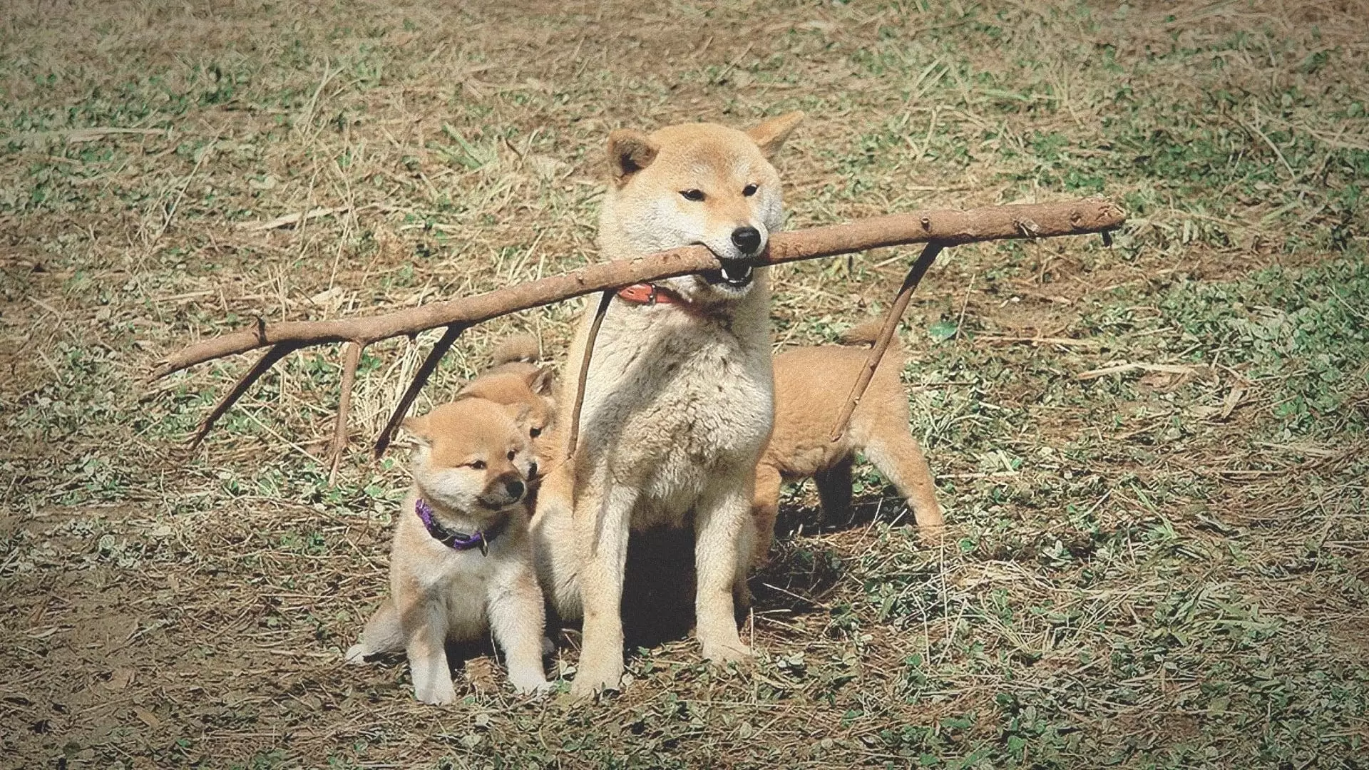 دانلود فیلم A Tale of Mari and Three Puppies 2007