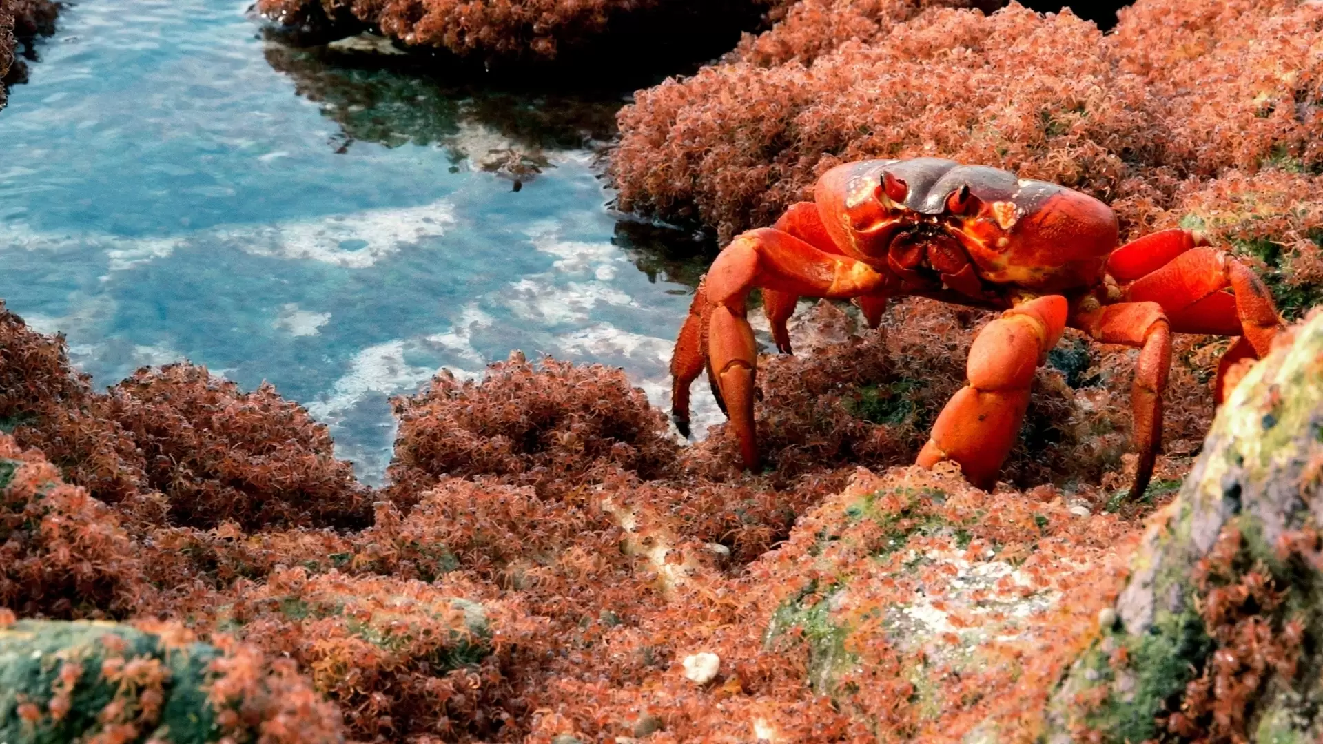 دانلود مستند The Giant Robber Crab 2019