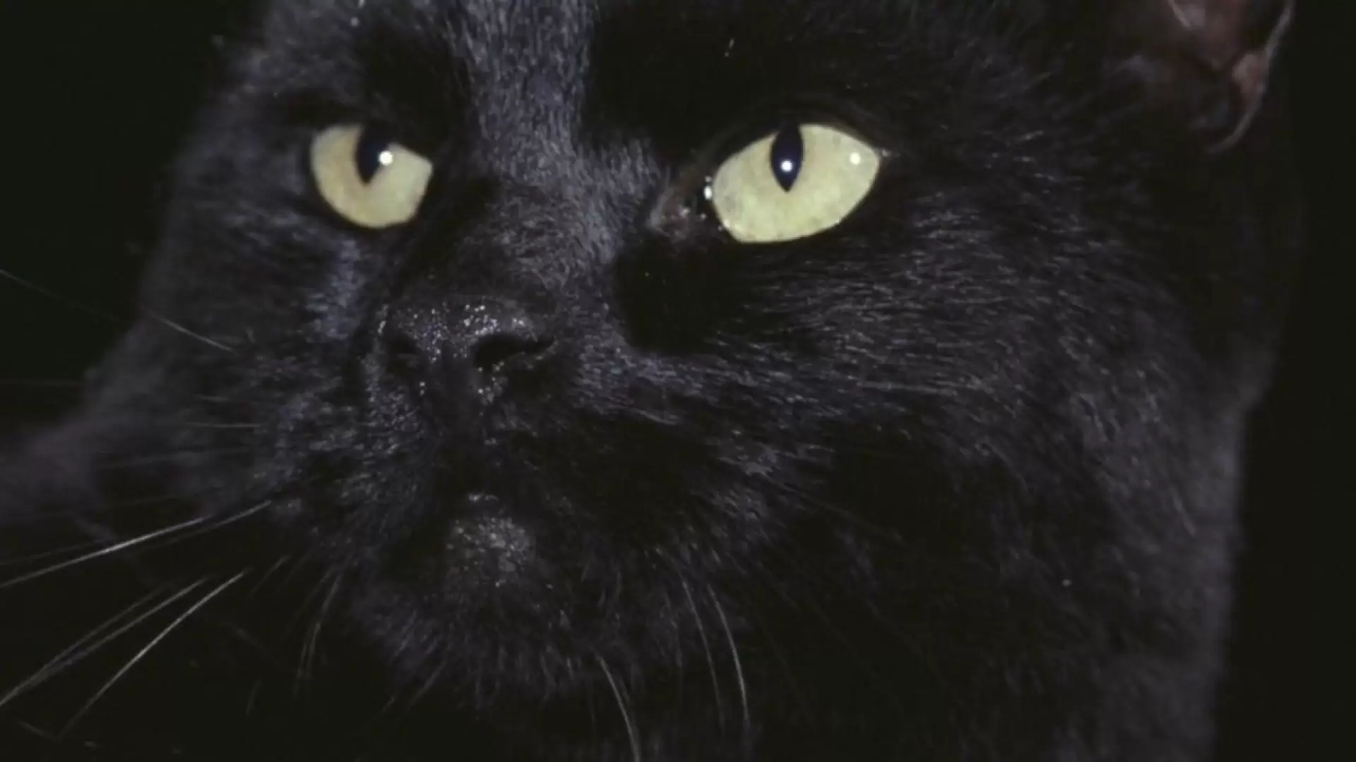 دانلود فیلم The Black Cat 1981