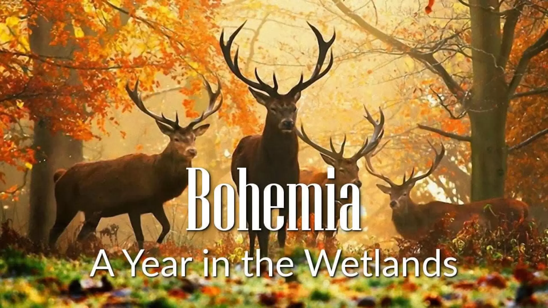 دانلود مستند Bohemia: A Year in the Wetlands 2011