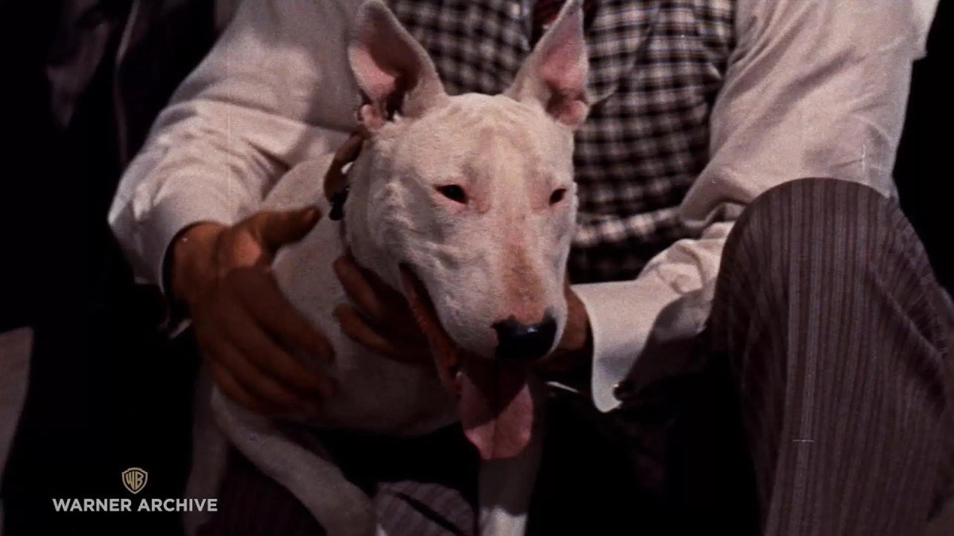 دانلود فیلم It’s a Dog’s Life 1955 (این زندگی یک سگ است)
