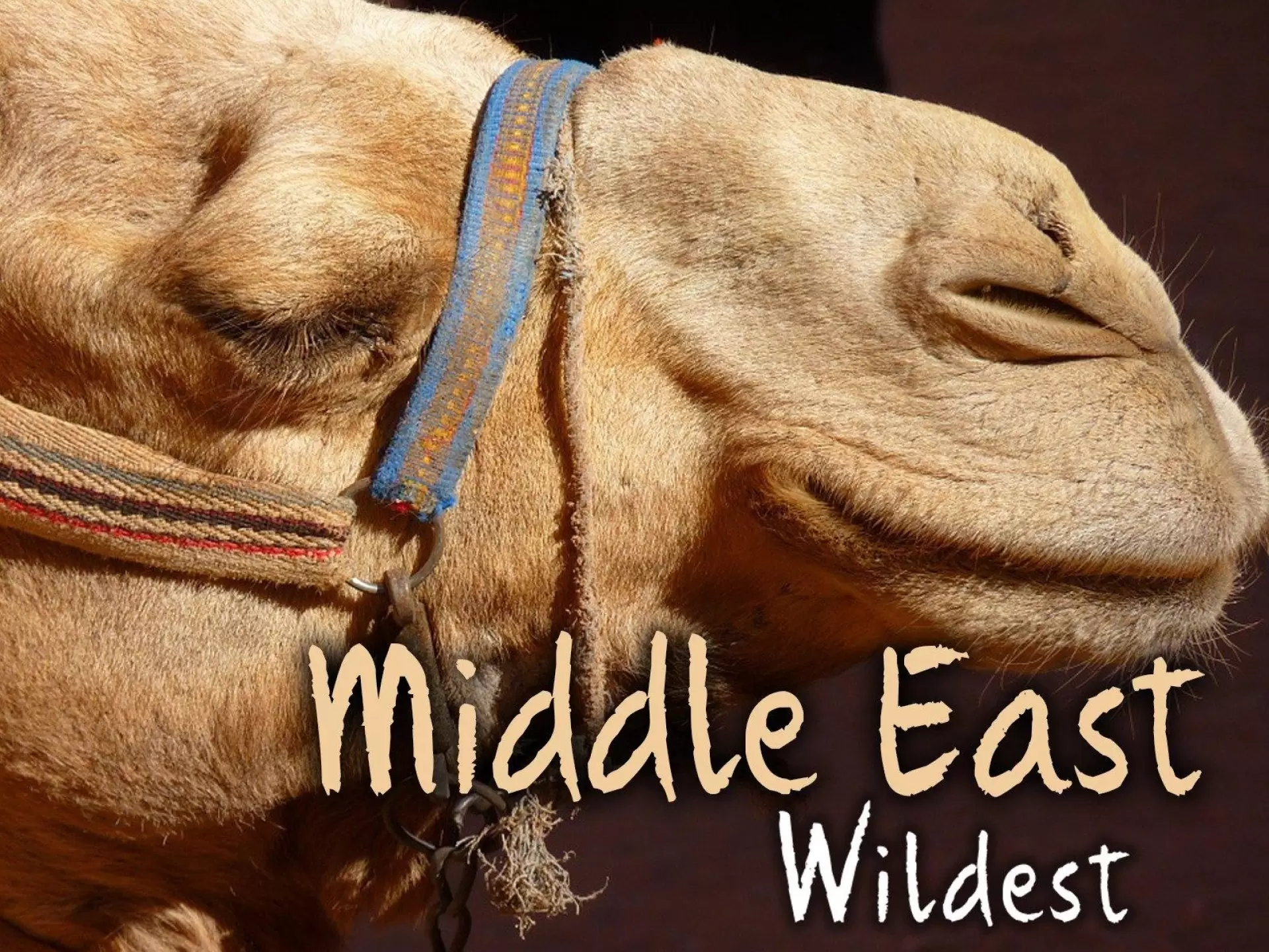 دانلود مستند Wildest Middle East 2015 (حیات وحش خاورمیانه)