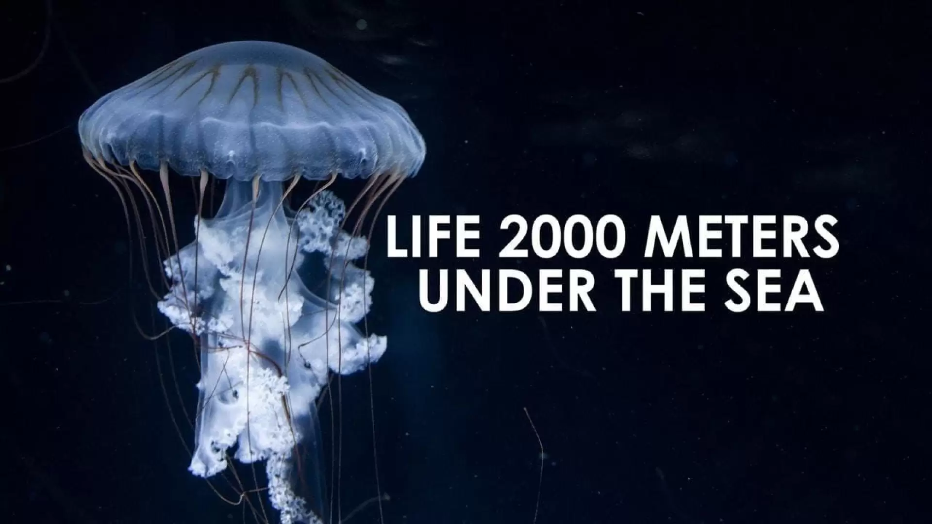 دانلود مستند Life 2,000 Meters Under the Sea 2014 (زندگی ۲۰۰۰ متر زیر دریا)