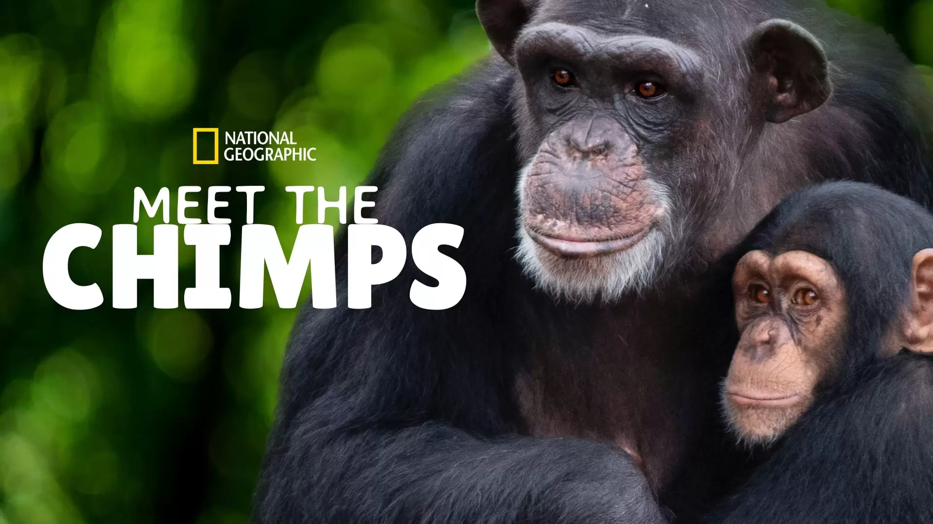 دانلود مستند Meet the Chimps 2020 (دیدار با شامپانزه ها)
