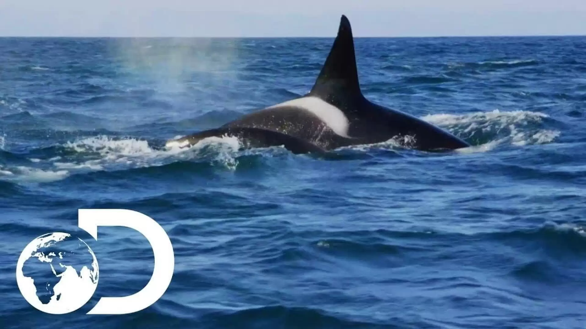 دانلود مستند Killer Whales: The Mega Hunt 2016 (قاتل نهنگ ها: شکار بزرگ)