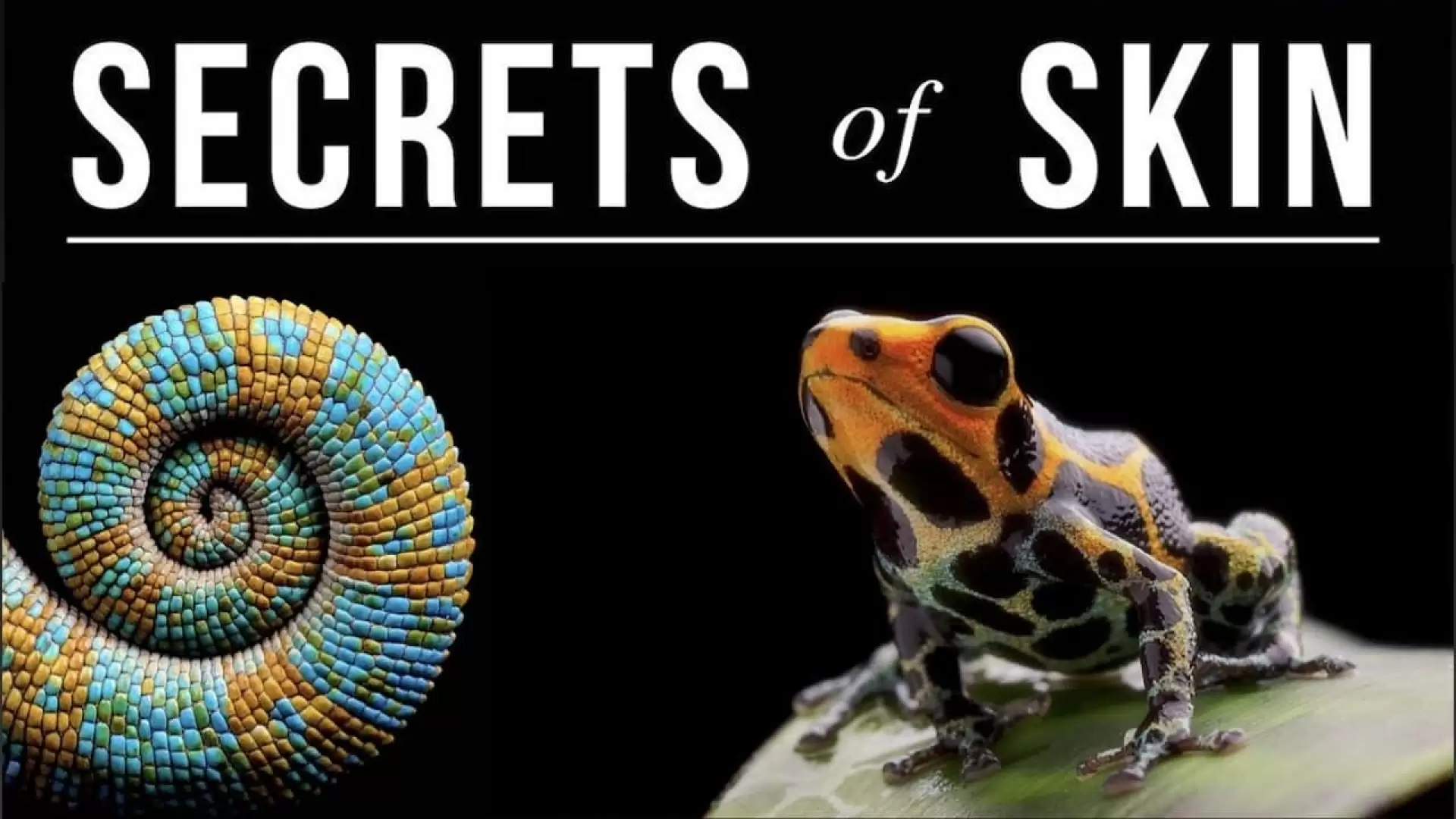 دانلود مستند Secrets of Skin 2019 (اسرار پوست)