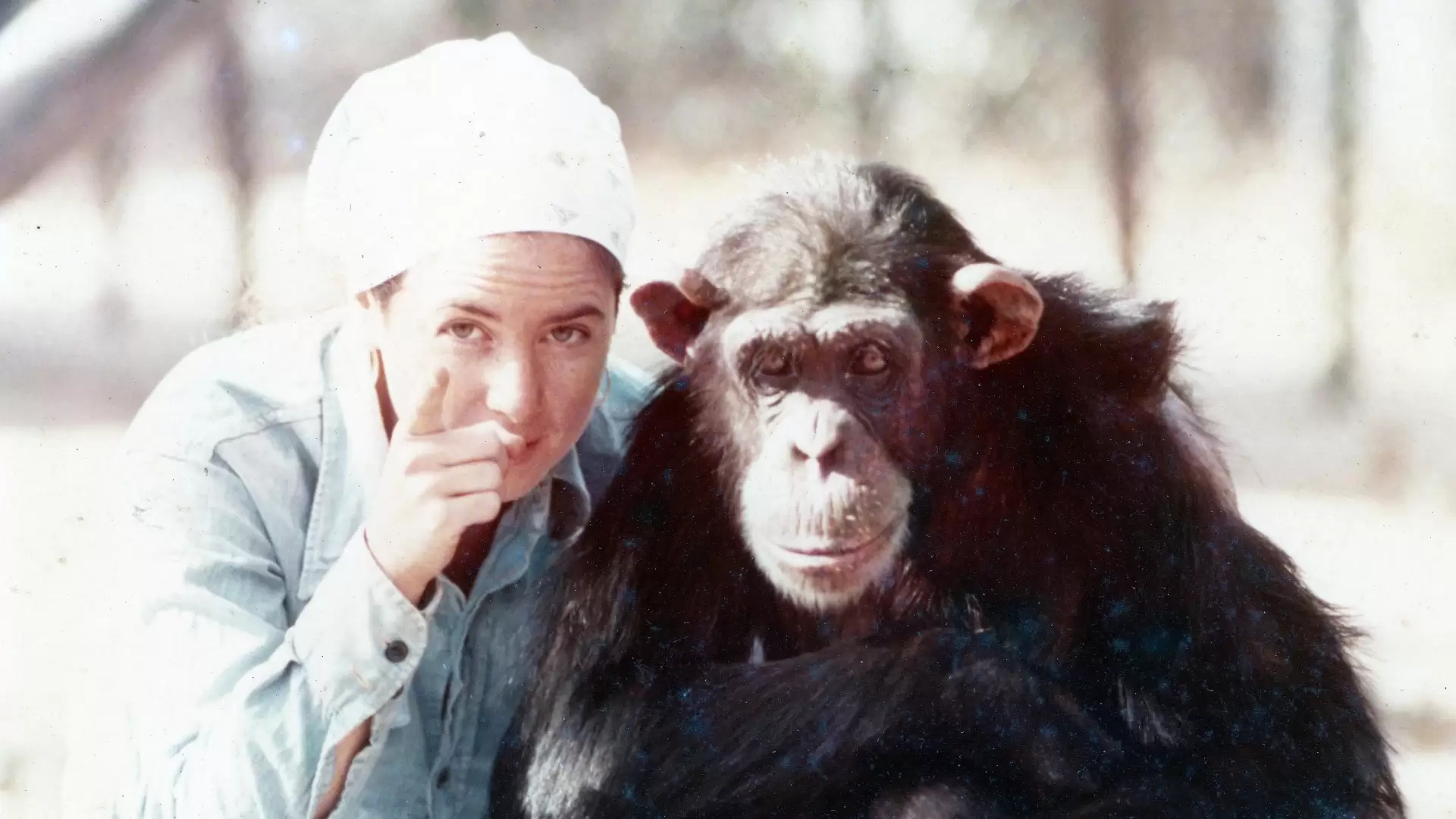 دانلود مستند Lucy, the Human Chimp 2021 (لوسی ، شامپانزه انسانی)